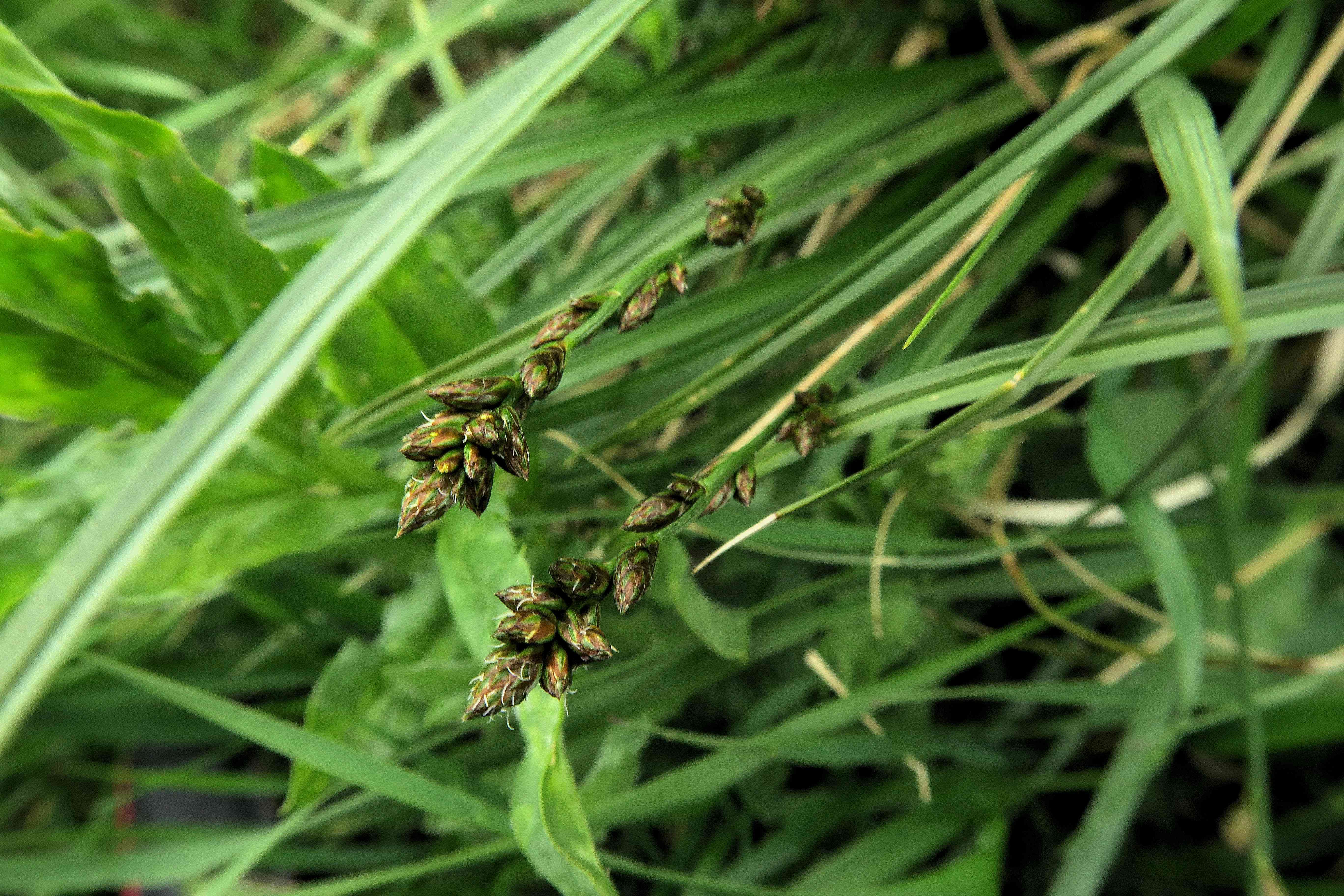 04.30 Pfaffstätten Fluxberg Carex muricata agg.), Pfaffstätten ruderal fettwiesen-ecke 30.04.2023 C5X2 (8).jpg