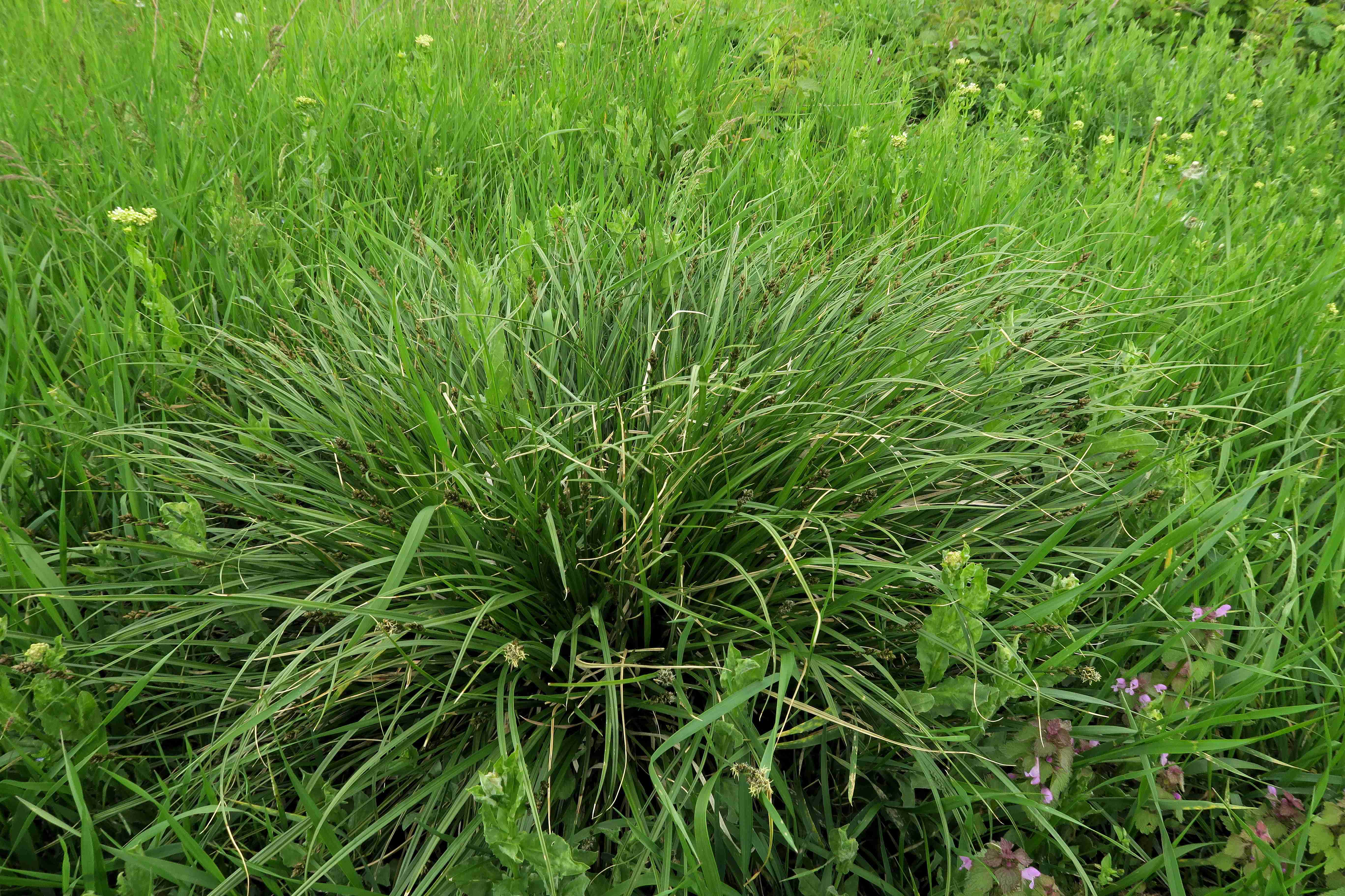 04.30 Pfaffstätten Fluxberg Carex muricata agg.), Pfaffstätten ruderal fettwiesen-ecke 30.04.2023 C5X2 (1).jpg