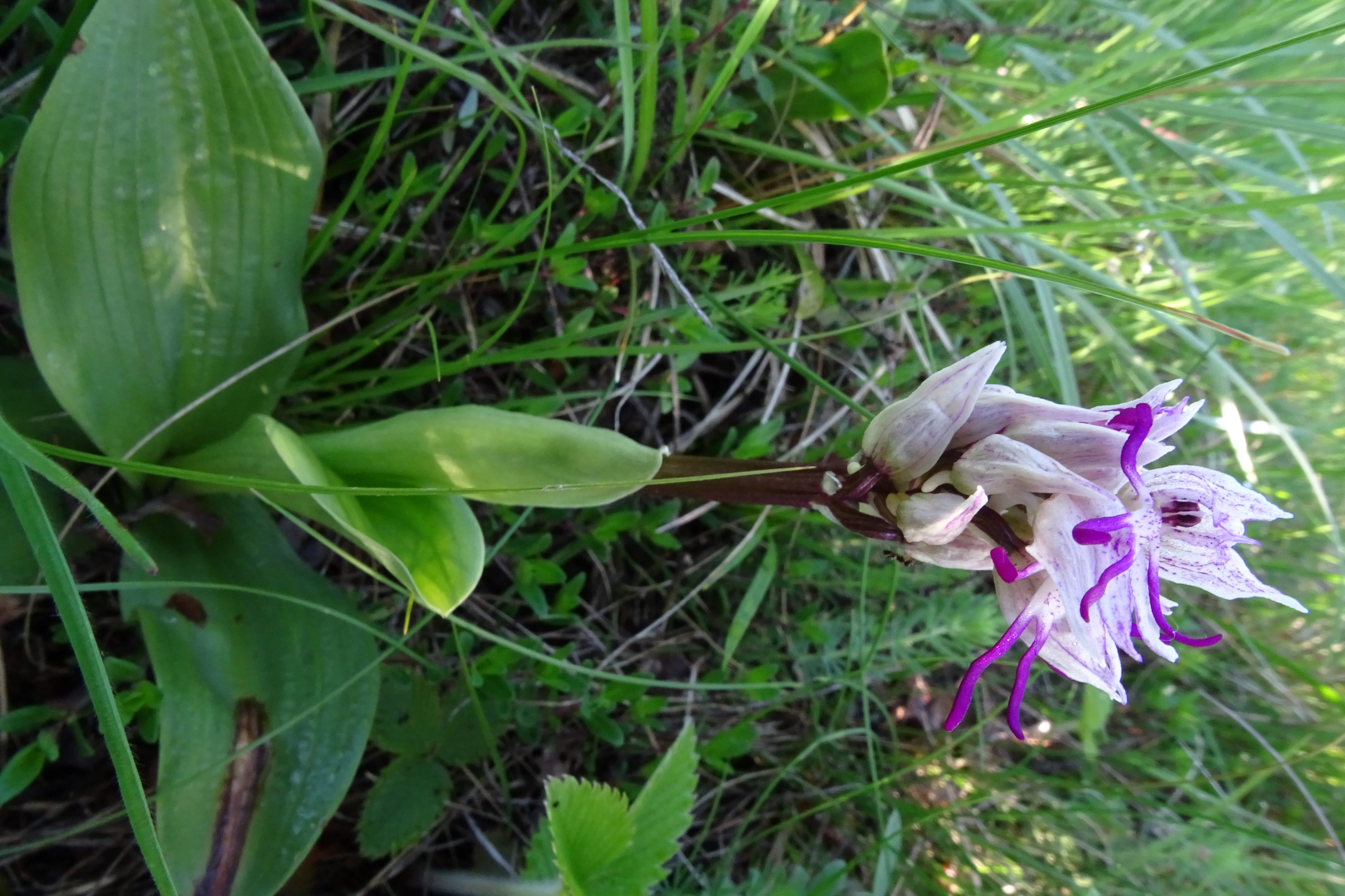 DSC03605 orchis simia, spitzerberg, 2023-05-04.jpg