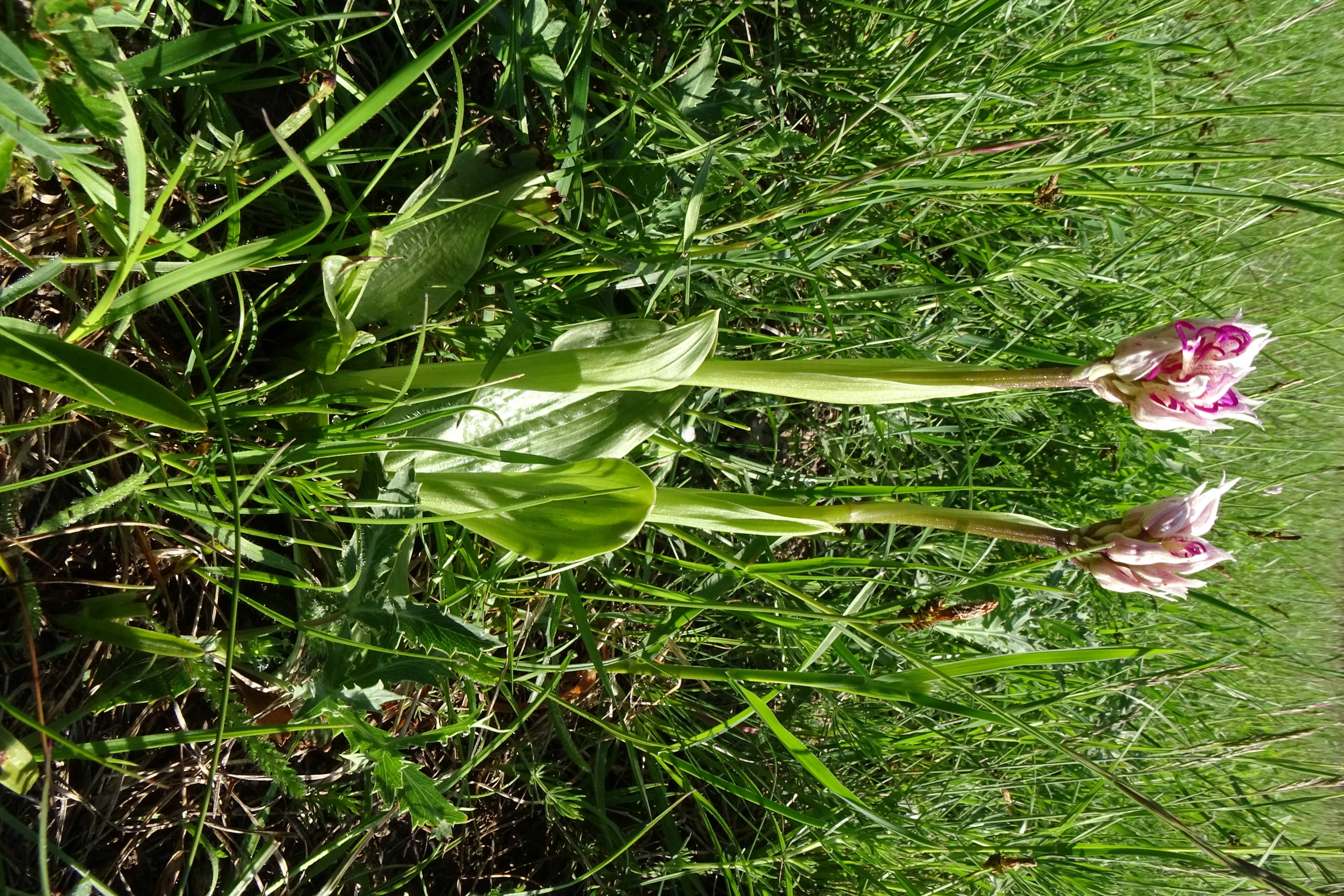 DSC03608 orchis simia, spitzerberg, 2023-05-04.jpg