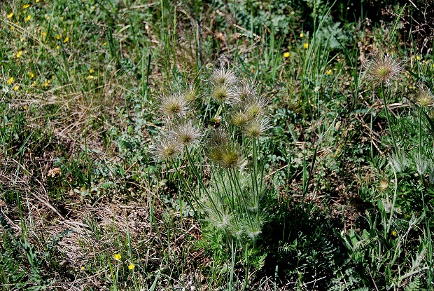 Breitenbrunn-Thenauriegel-Burgenland-21042018-(20) - Pulsatilla grandis -Groß-Küchenschelle.JPG