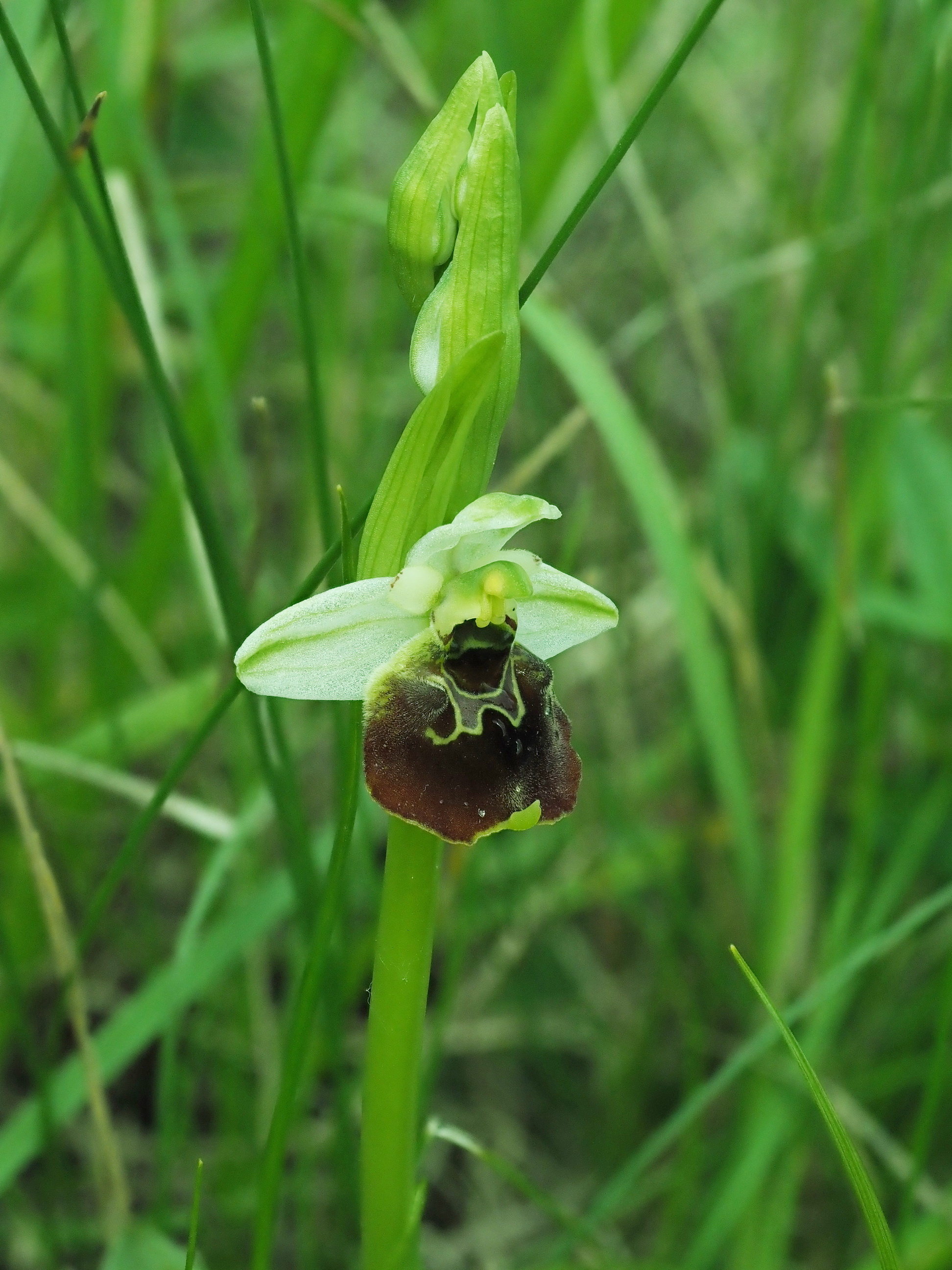 1 Ophrys holoserica 1.JPG
