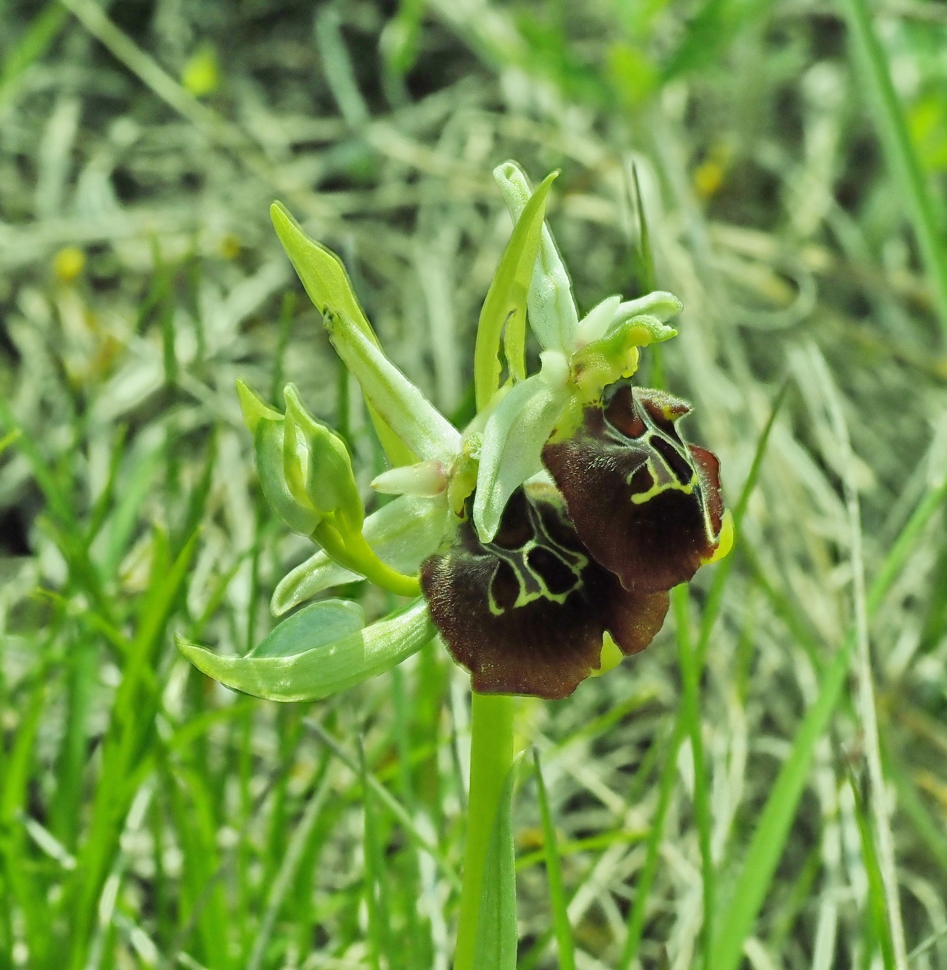2 Ophrys holoserica 2.JPG