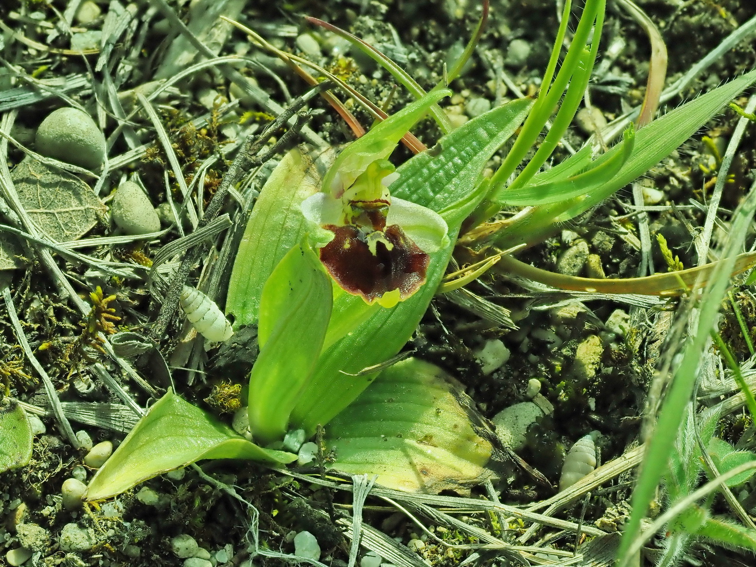 3 Ophrys holoserica 5.JPG