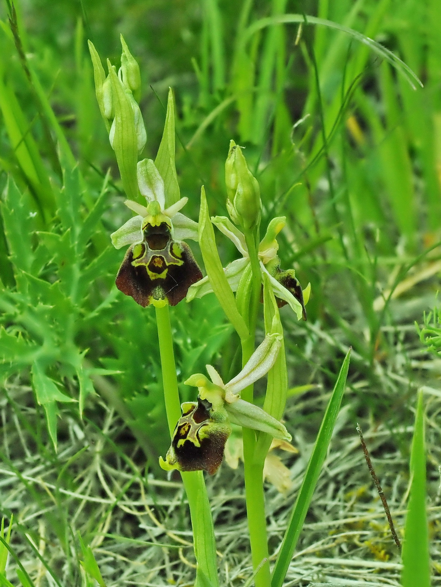 4 Ophrys holoserica 3.JPG