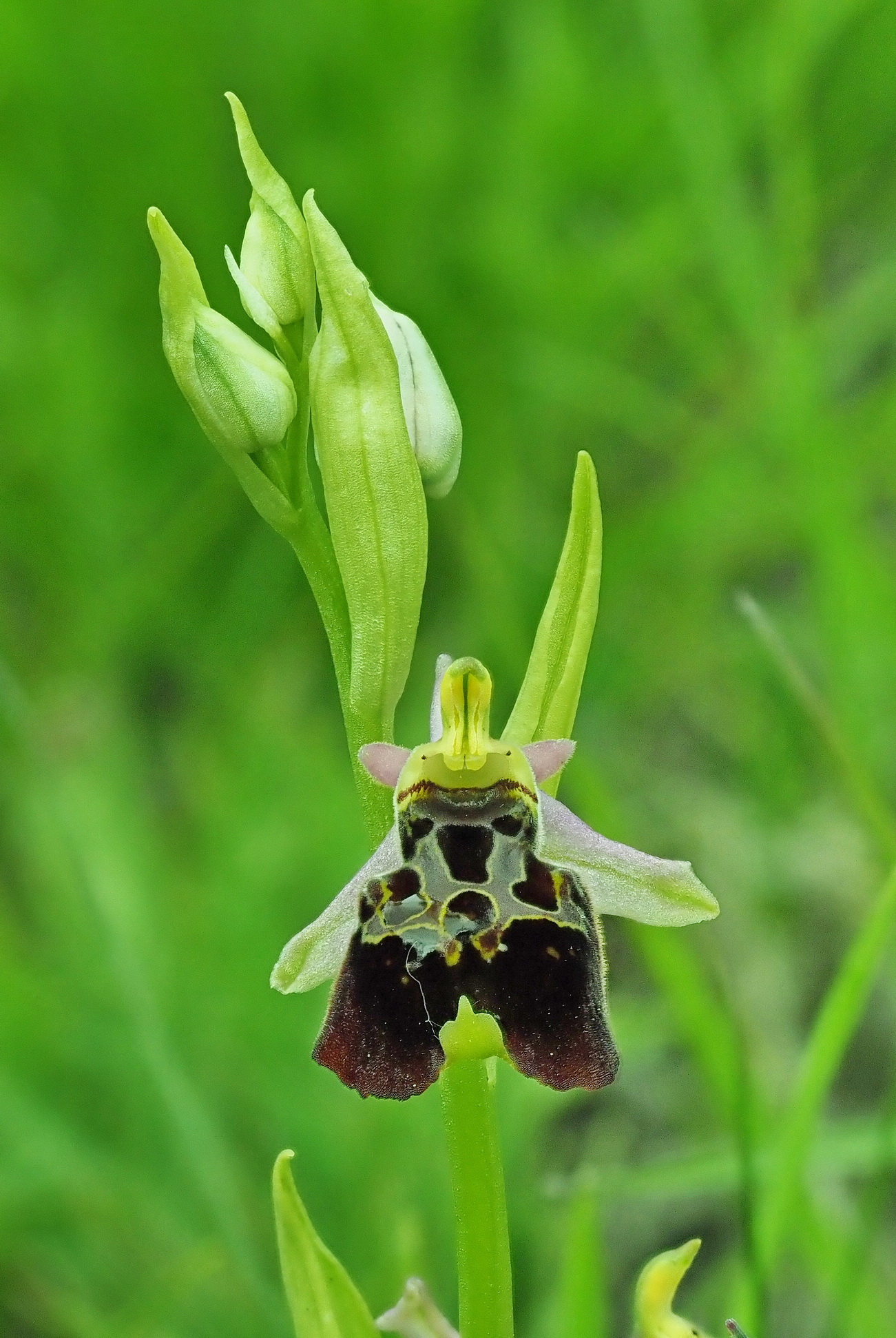 5 Ophrys holoserica 4.JPG