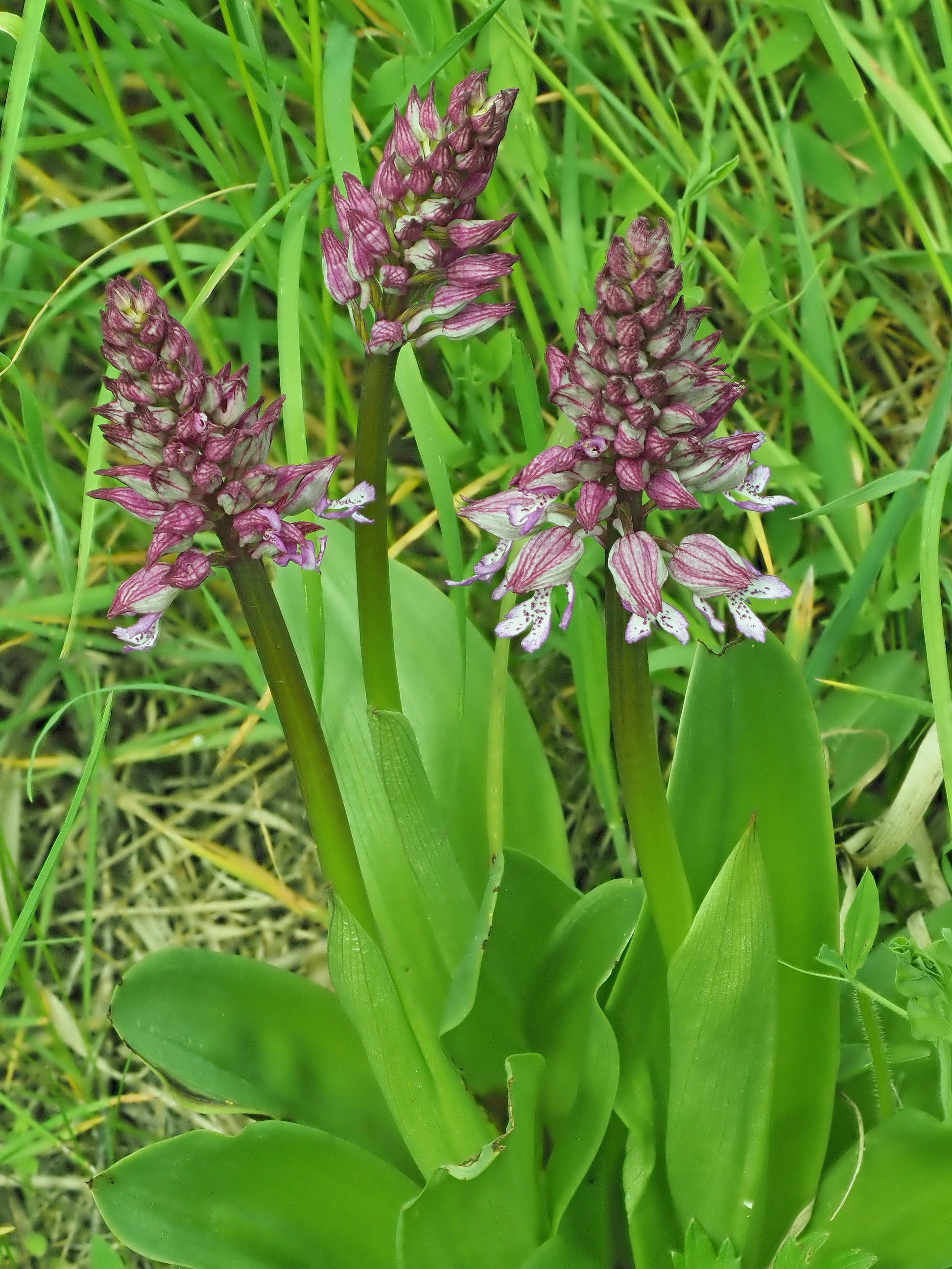 7 Orchis purpurea 1.JPG