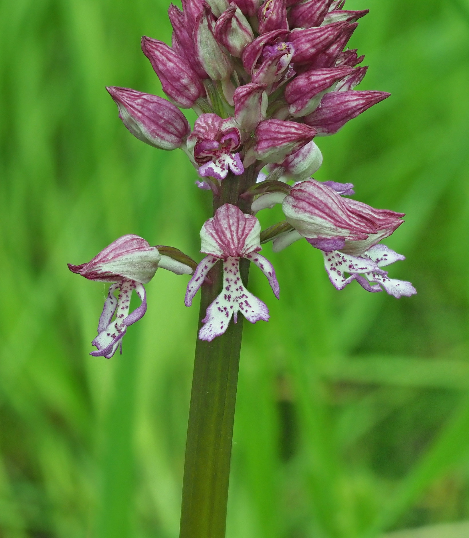 8 Orchis purpurea 2.JPG