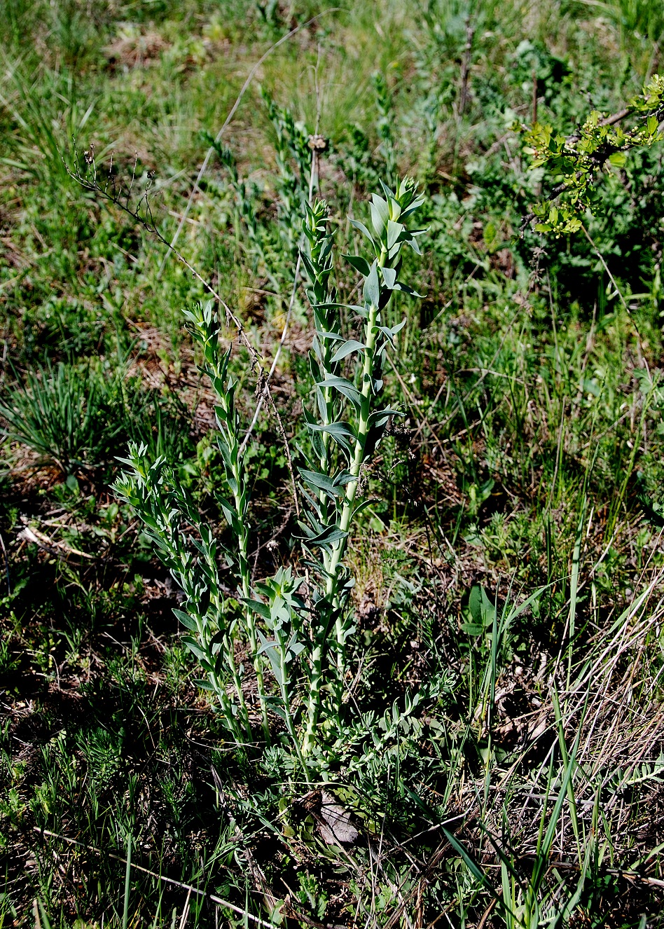 Breitenbrunn-Thenauriegel-Burgenland-21042018-(21) - Linaria genistifolia (subsp. genistifolia) - Ginster-Leinkraut.JPG