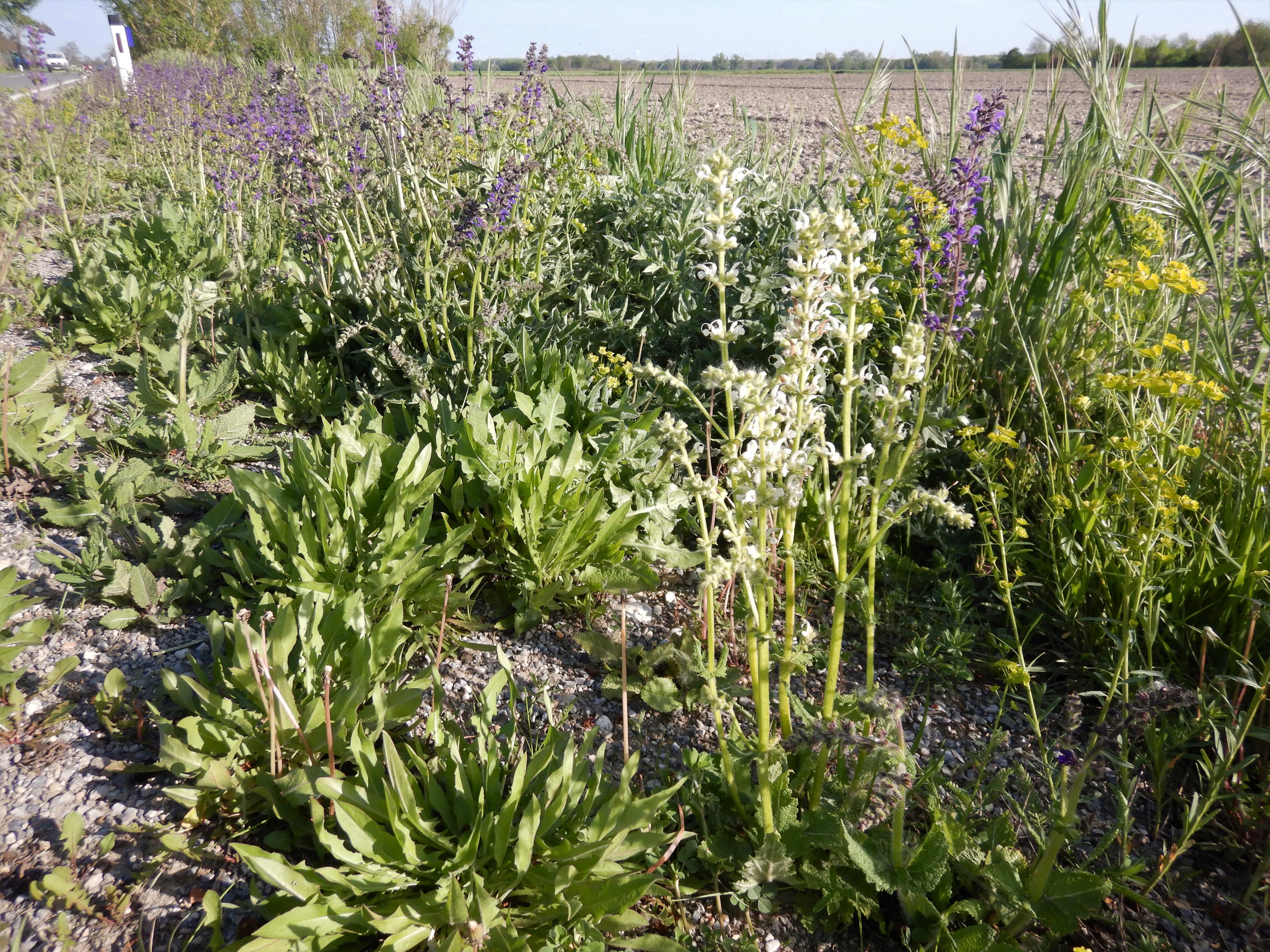 DSCN5549 albinos, salvia pratensis, wagram im marchfeld, 2023-05-04.jpg