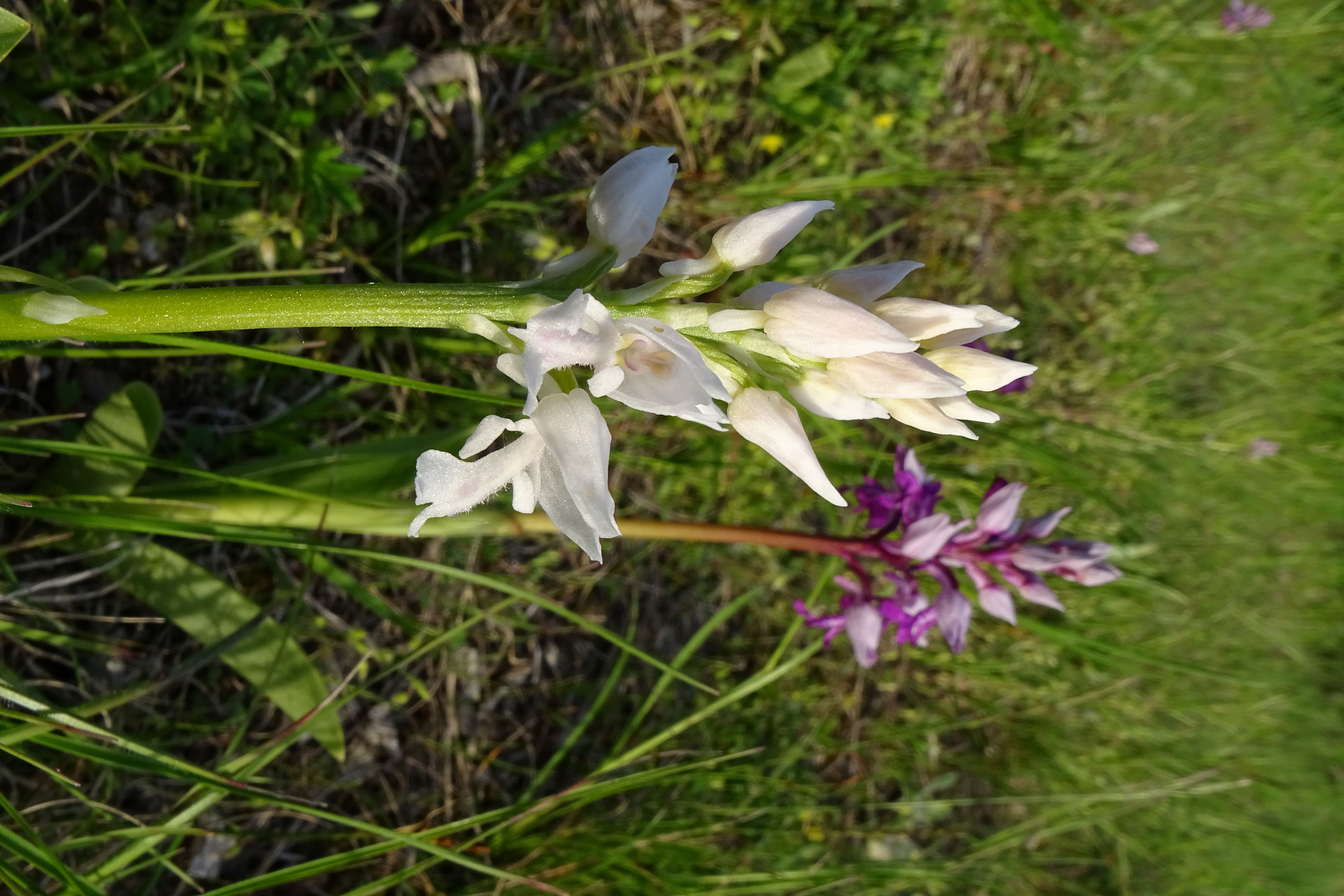 DSC03999 albinos, orchis militaris, lobau, 2023-05-04.jpg