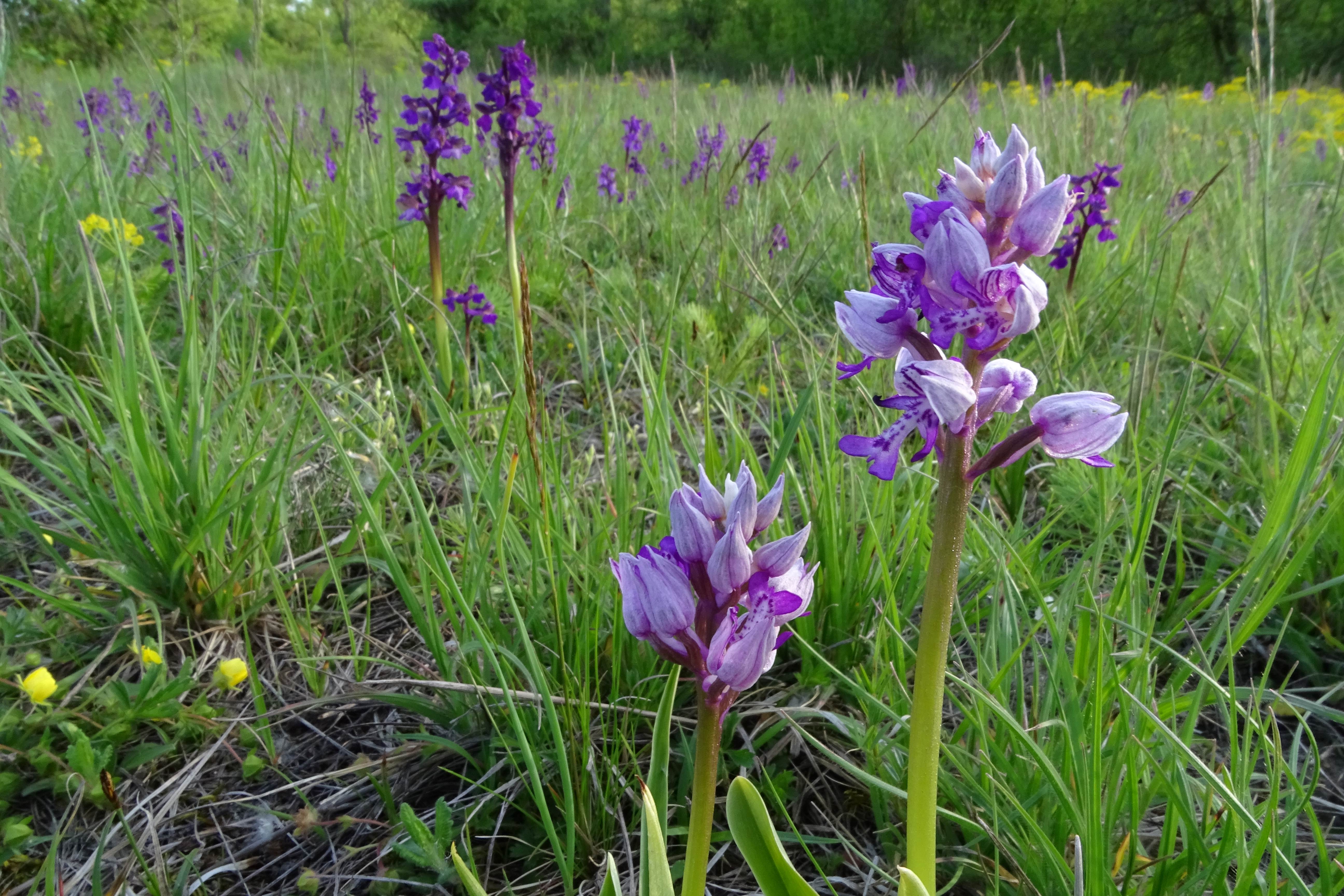 DSC04052 orchis militaris, anacamptis morio, lobau, 2023-05-04.jpg