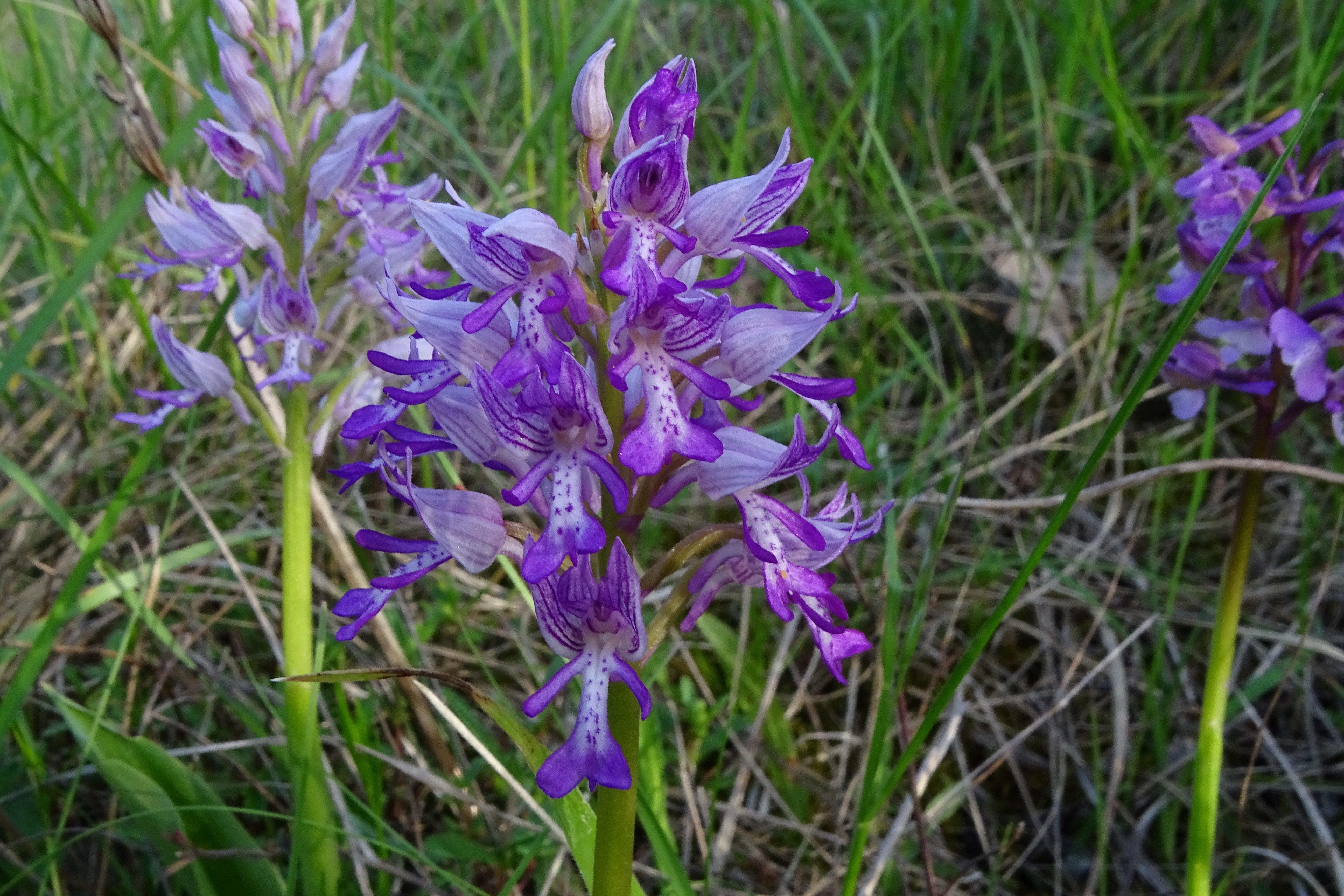 DSC03969 orchis militaris, anacamptis morio, lobau, 2023-05-04.jpg