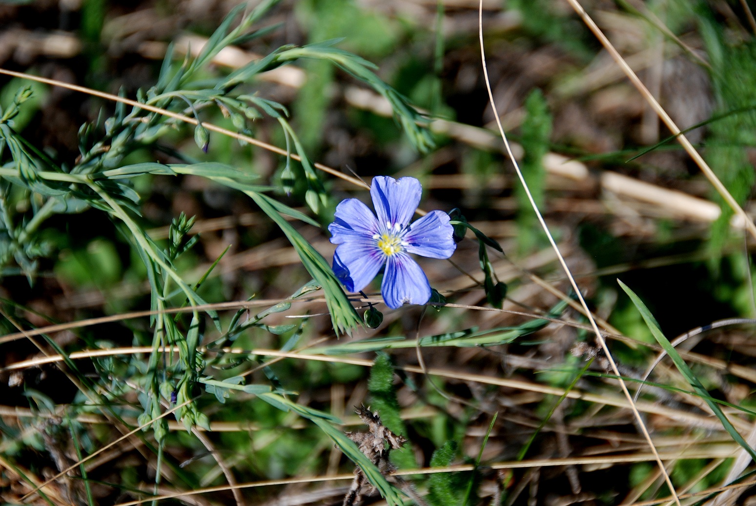 Breitenbrunn-Thenauriegel-Burgenland-21042018-(30) - Linum austriacum - Österreich-Lein.JPG