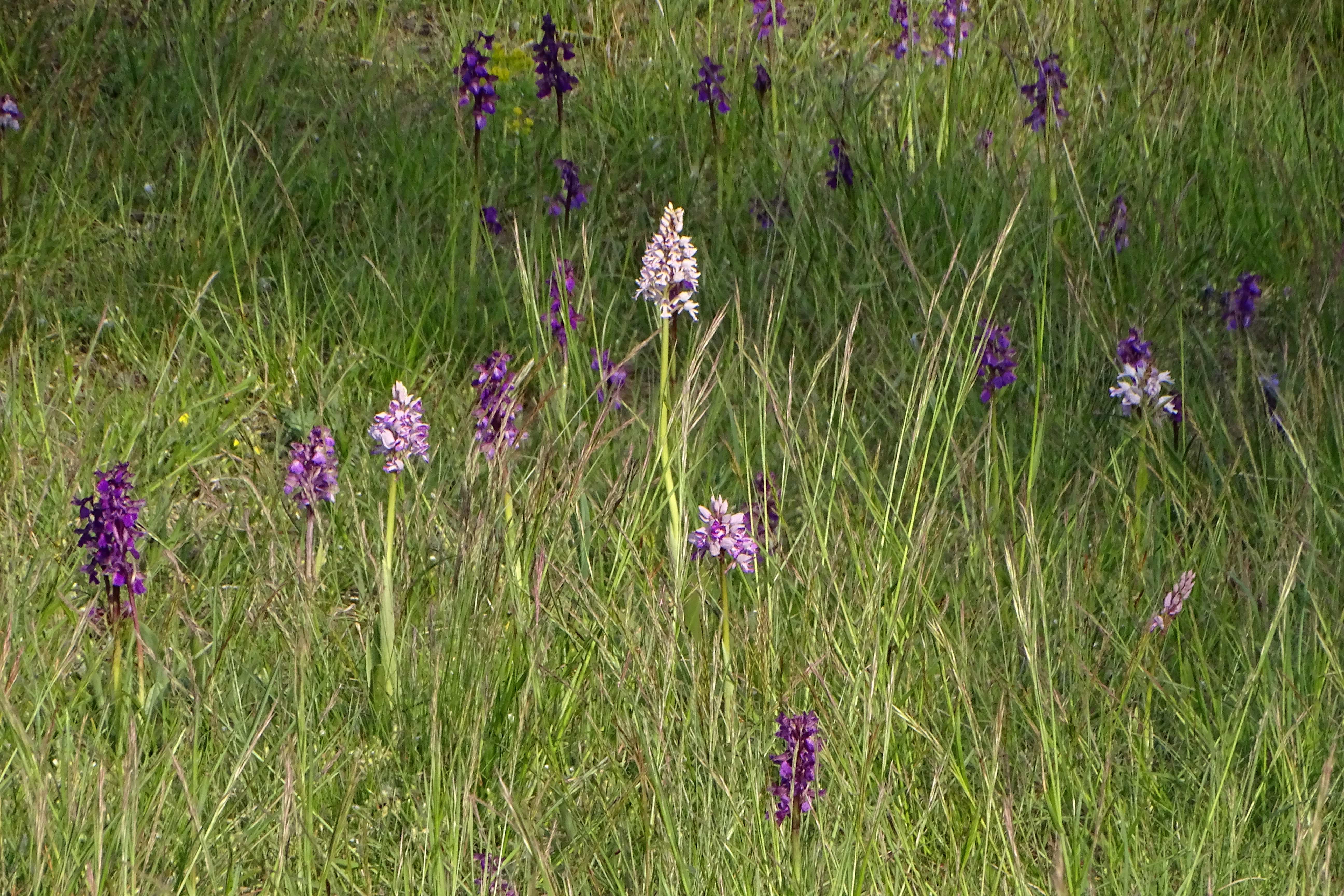 DSC03979 orchis militaris, anacamptis morio, lobau, 2023-05-04.jpg