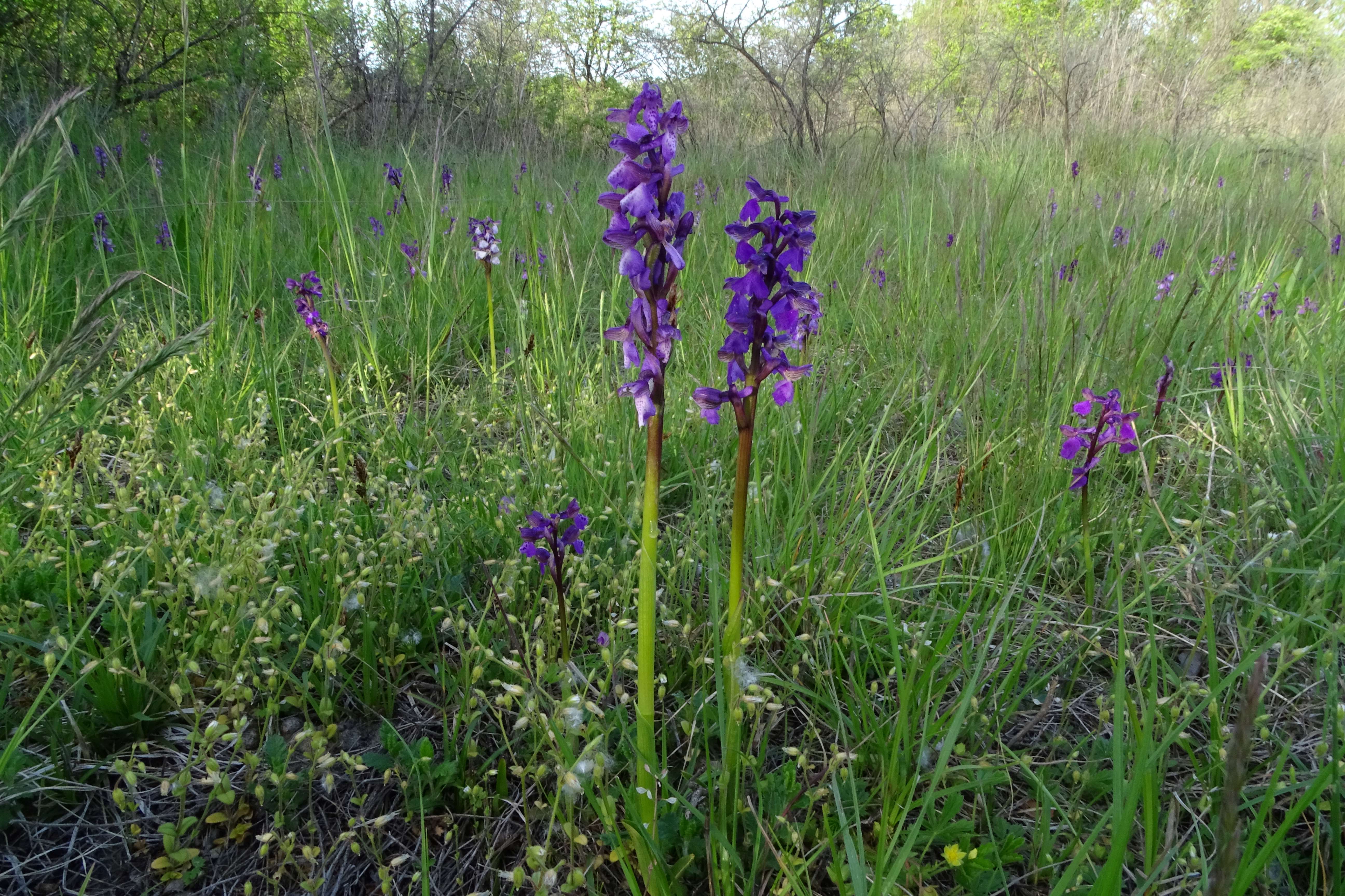 DSC03980 anacamptis morio, lobau, 2023-05-04.jpg