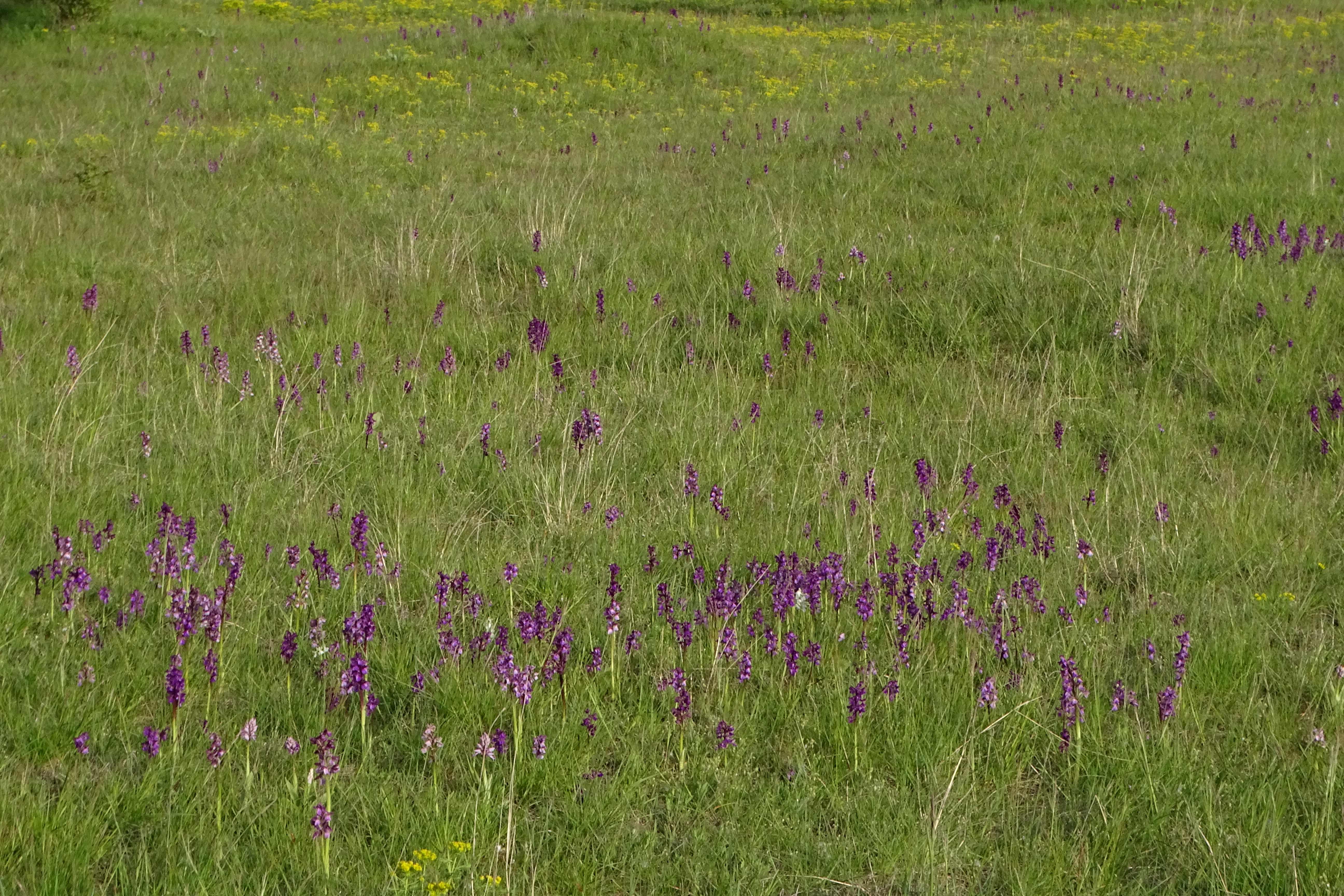 DSC04004 anacamptis morio, lobau, 2023-05-04.jpg