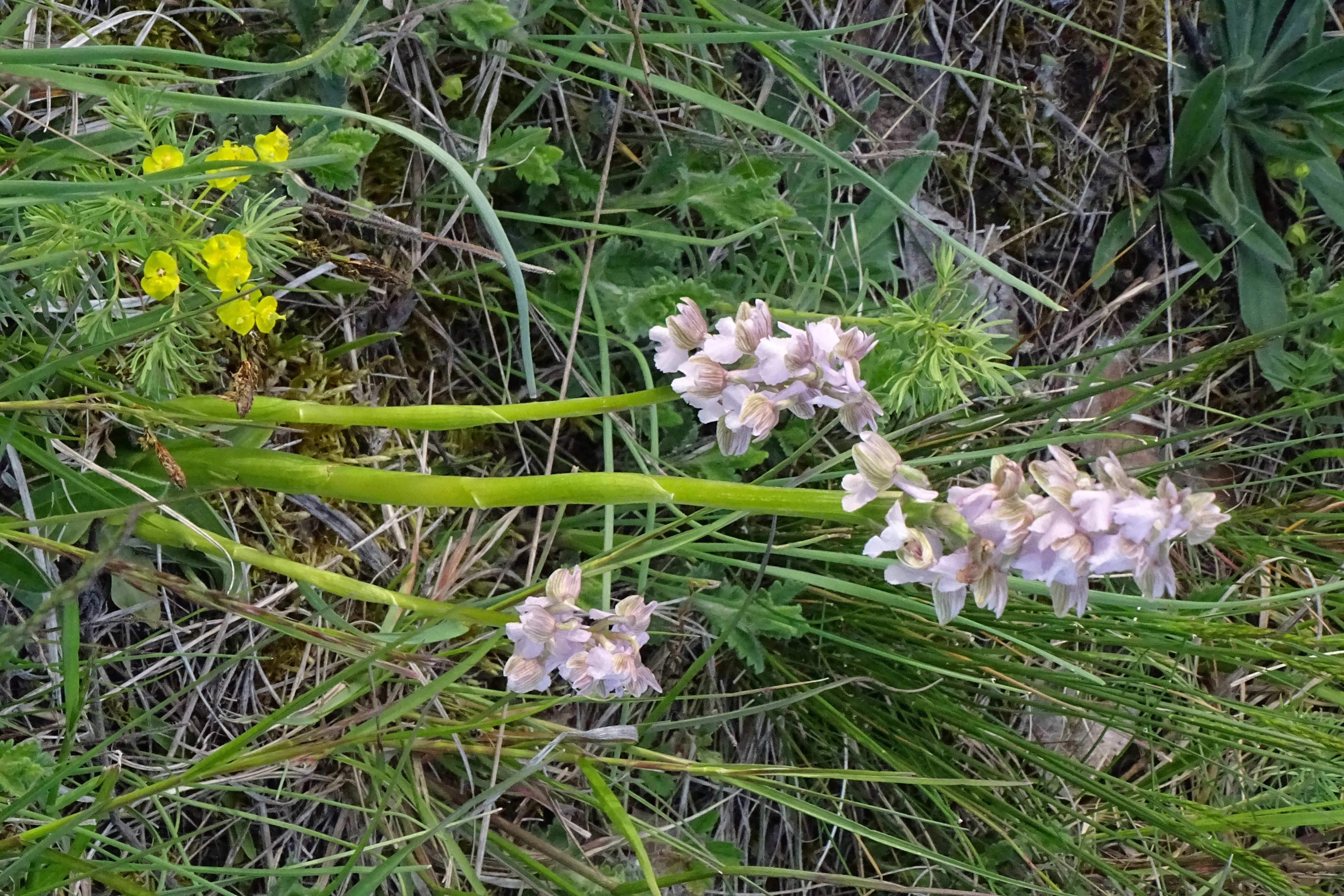 DSC04050 anacamptis morio, lobau, 2023-05-04.jpg