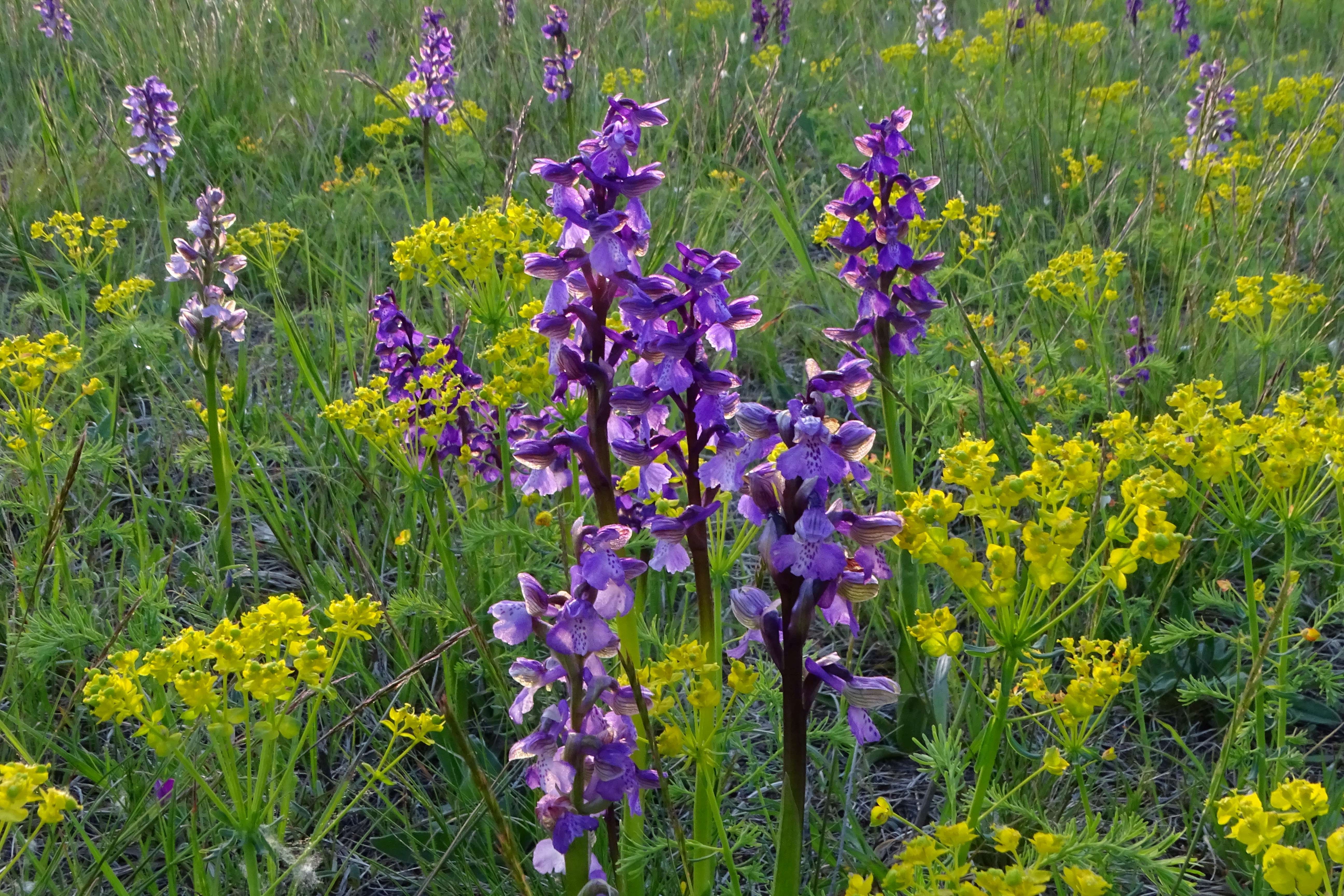 DSC04157 anacamptis morio, lobau, 2023-05-04.jpg