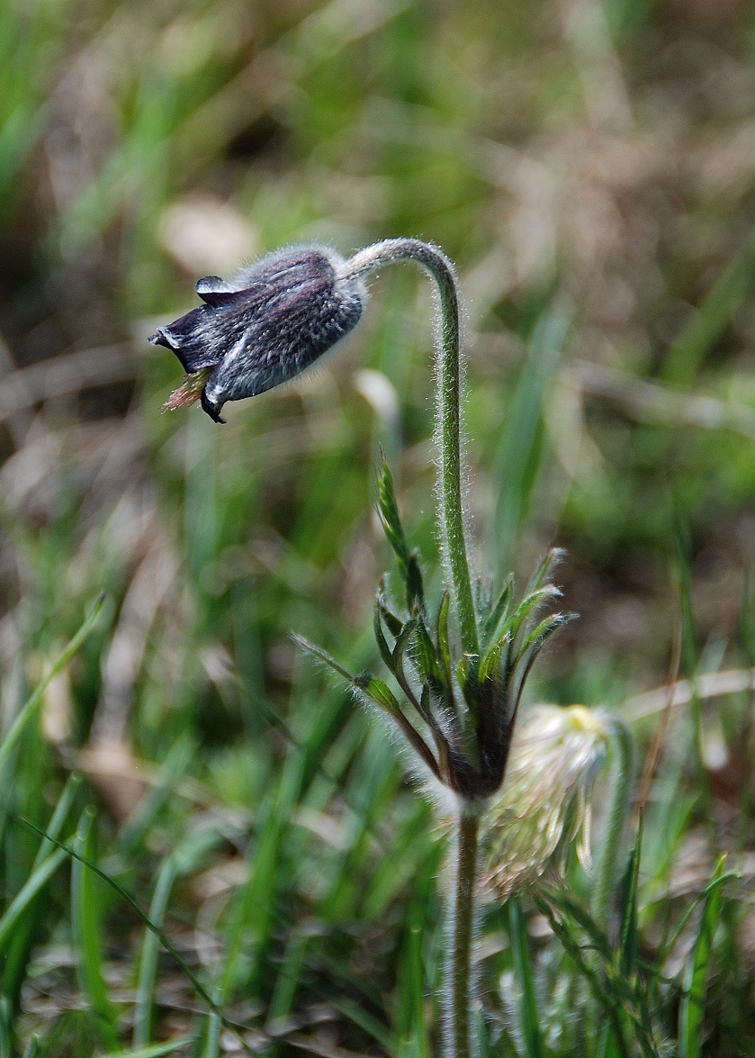 Breitenbrunn-Thenauriegel-Burgenland-21042018-(38) - Pulsatilla pratensis (subsp. nigricans) - Schwarz-Küchenschelle.JPG