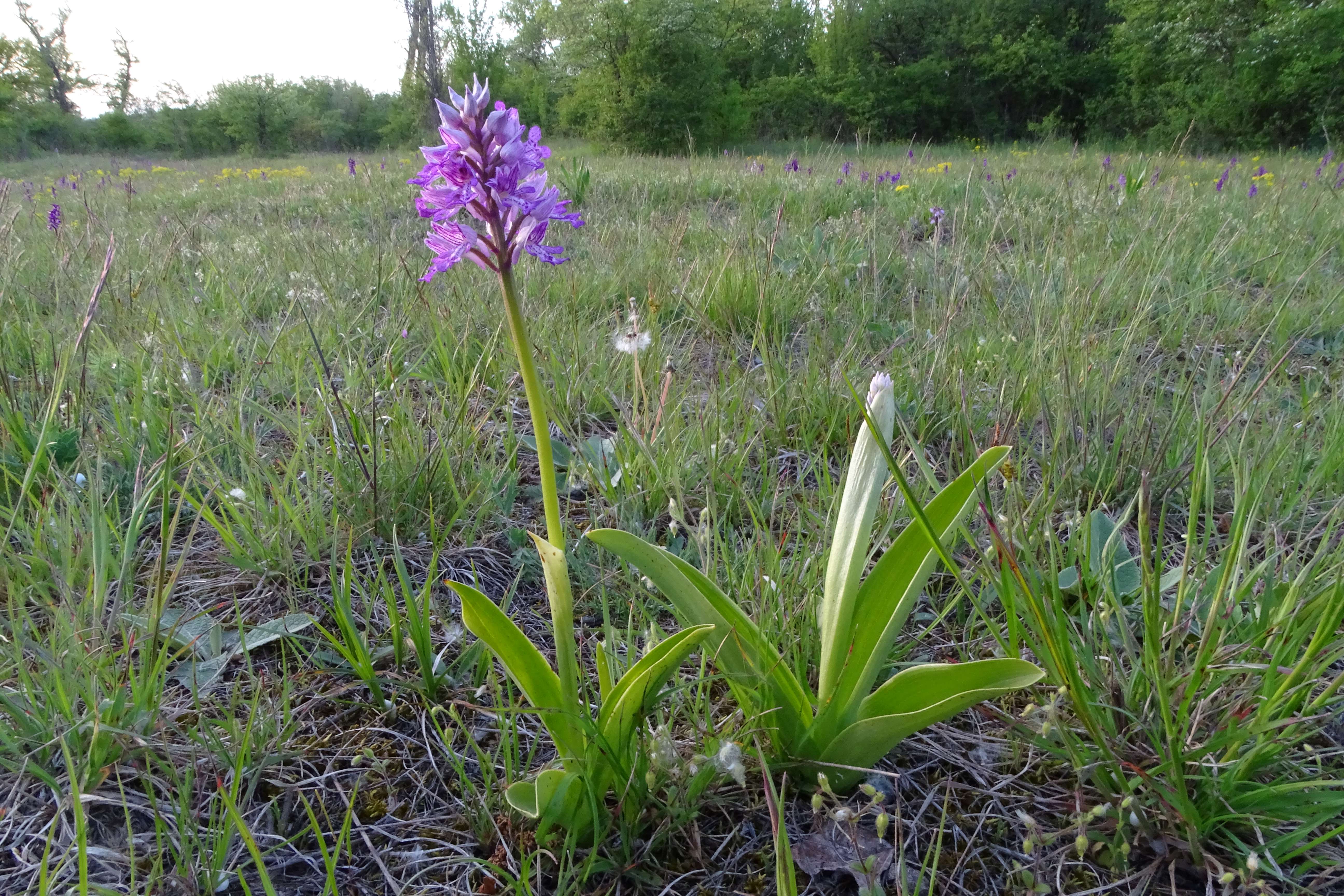 DSC04162 orchis militaris, lobau, 2023-05-04.jpg