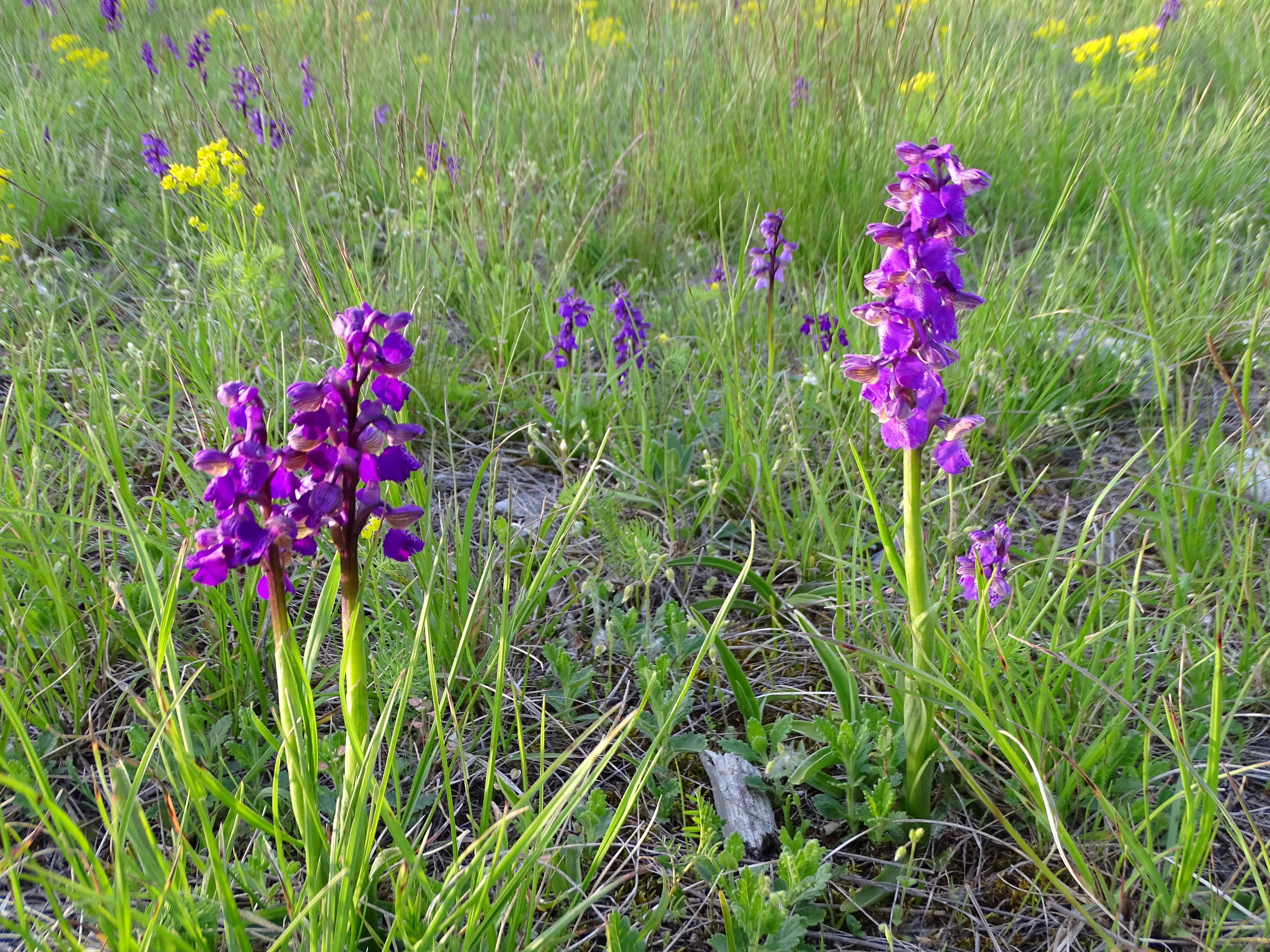 DSC04132 anacamptis morio, lobau, 2023-05-04.jpg