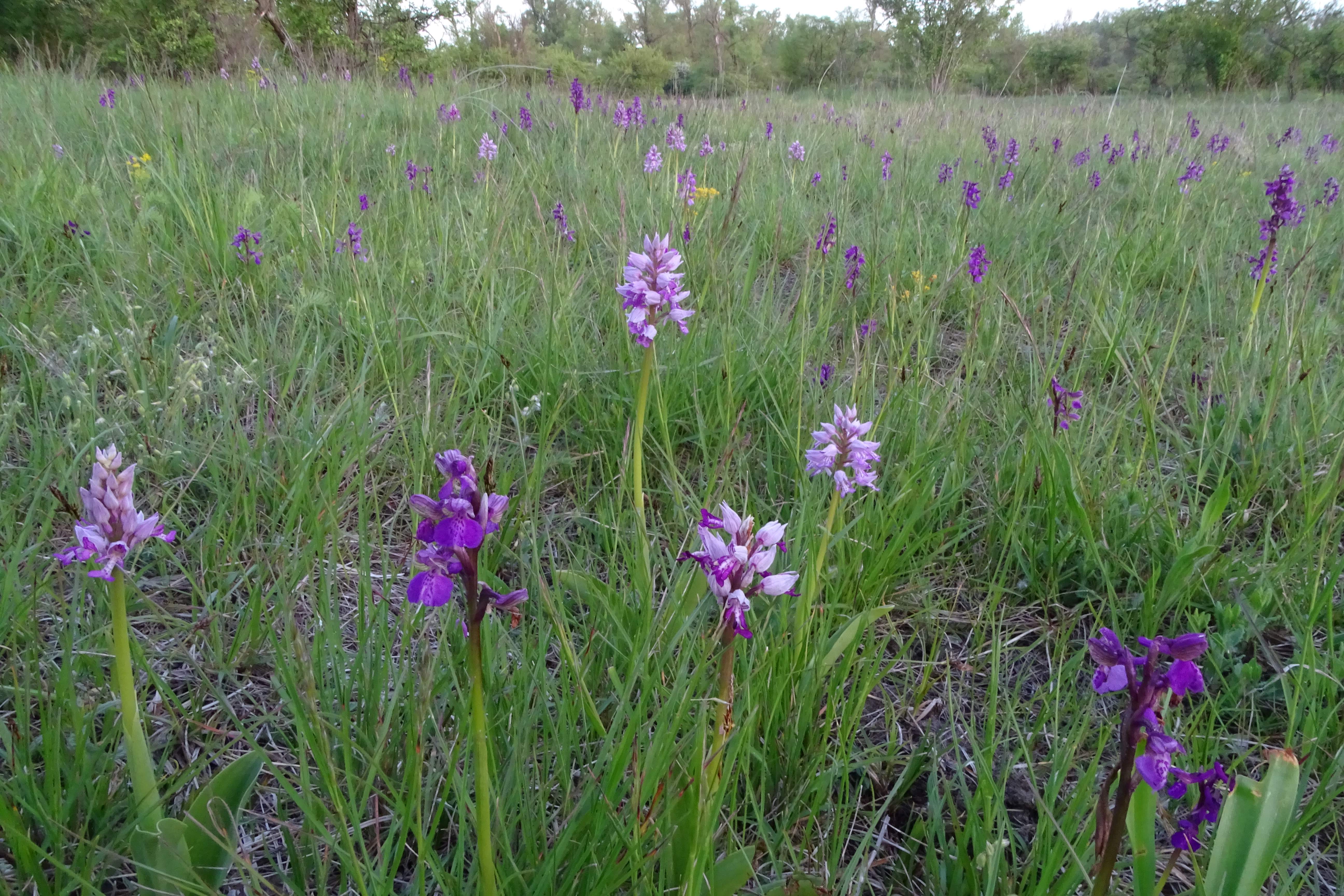 DSC04172 orchis militaris, anacamptis morio, lobau, 2023-05-04.jpg