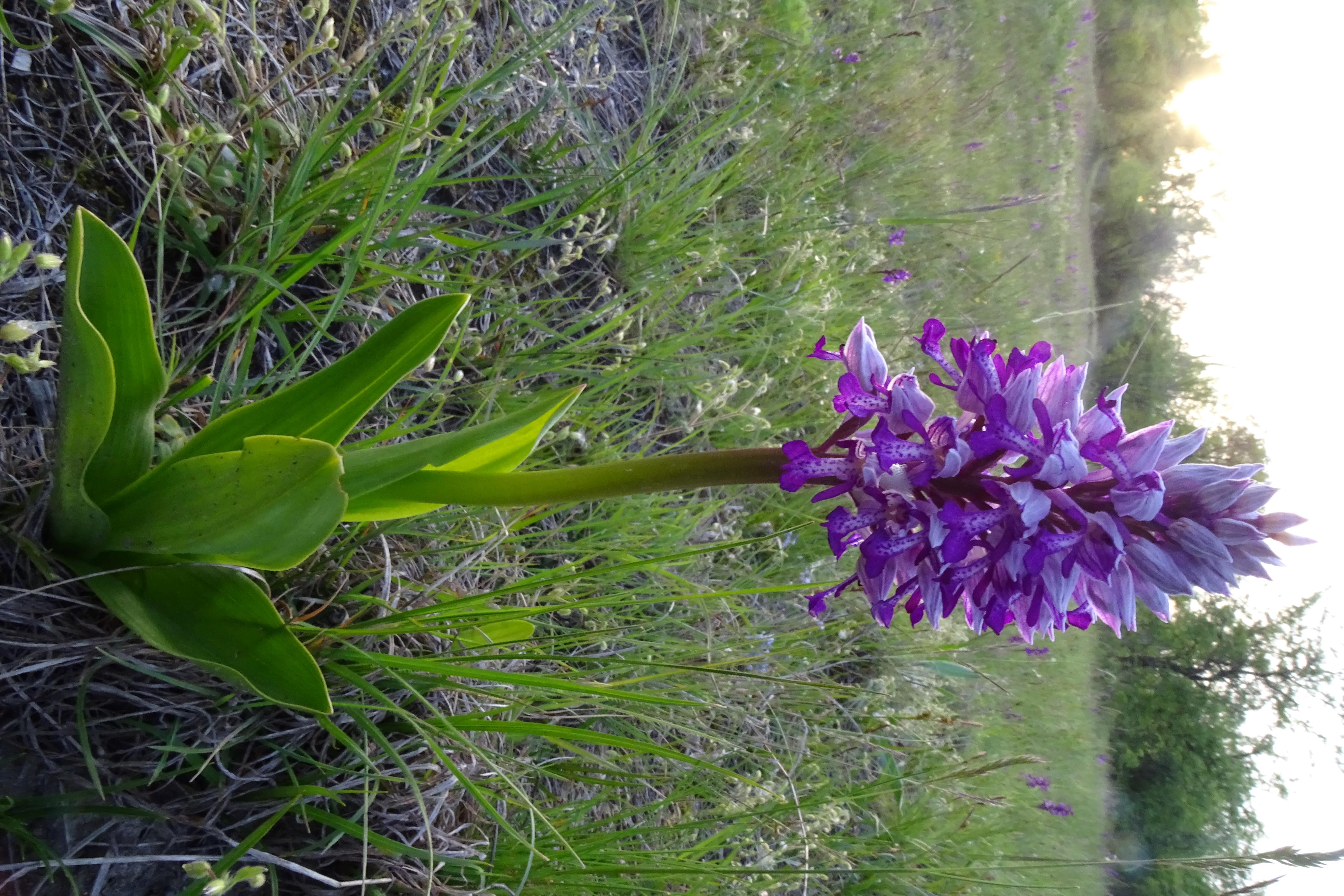 DSC04168 orchis militaris, lobau, 2023-05-04.jpg