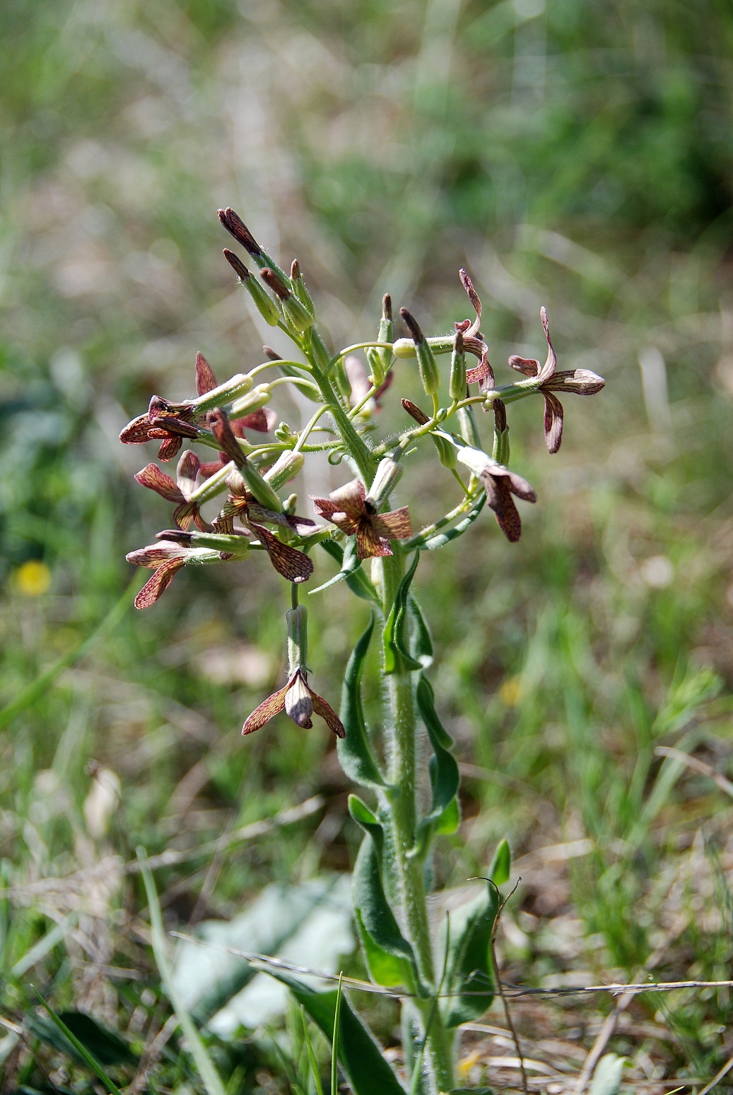 Breitenbrunn-Thenauriegel-Burgenland-21042018-(39) - Hesperis tristis - Trauer - Nachtviole.JPG