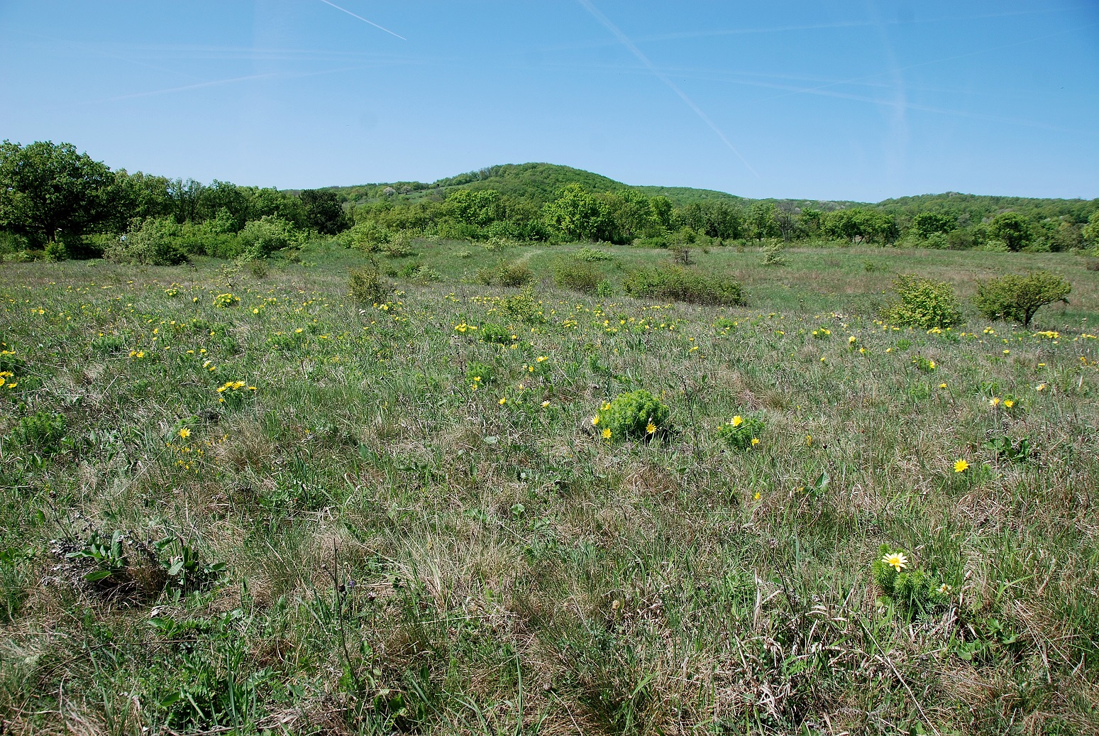 Breitenbrunn-Thenauriegel-Burgenland-21042018-(115) - Adonis  vernalis - Frühlings-Adonis.JPG