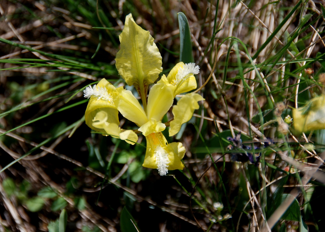 Breitenbrunn-Thenauriegel-Burgenland-21042018-(54) - Iris pumila - Zwerg-Schwertlilie.JPG