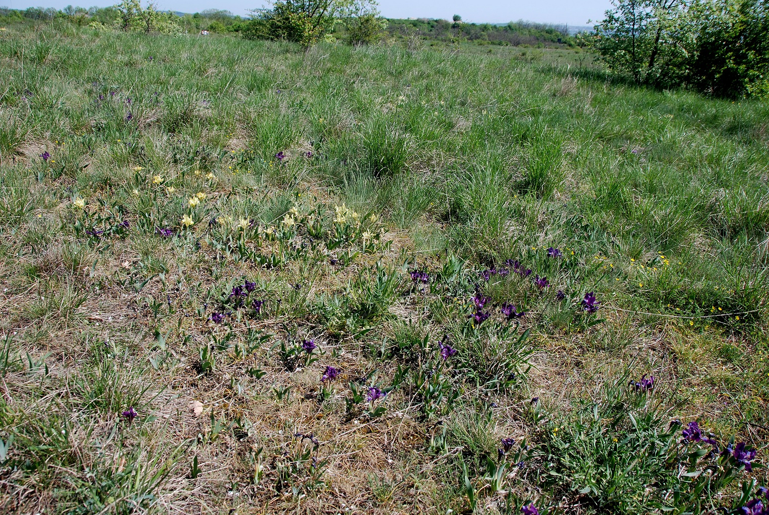 Breitenbrunn-Thenauriegel-Burgenland-21042018-(89) - Iris pumila - Zwerg-Schwertlilie.JPG