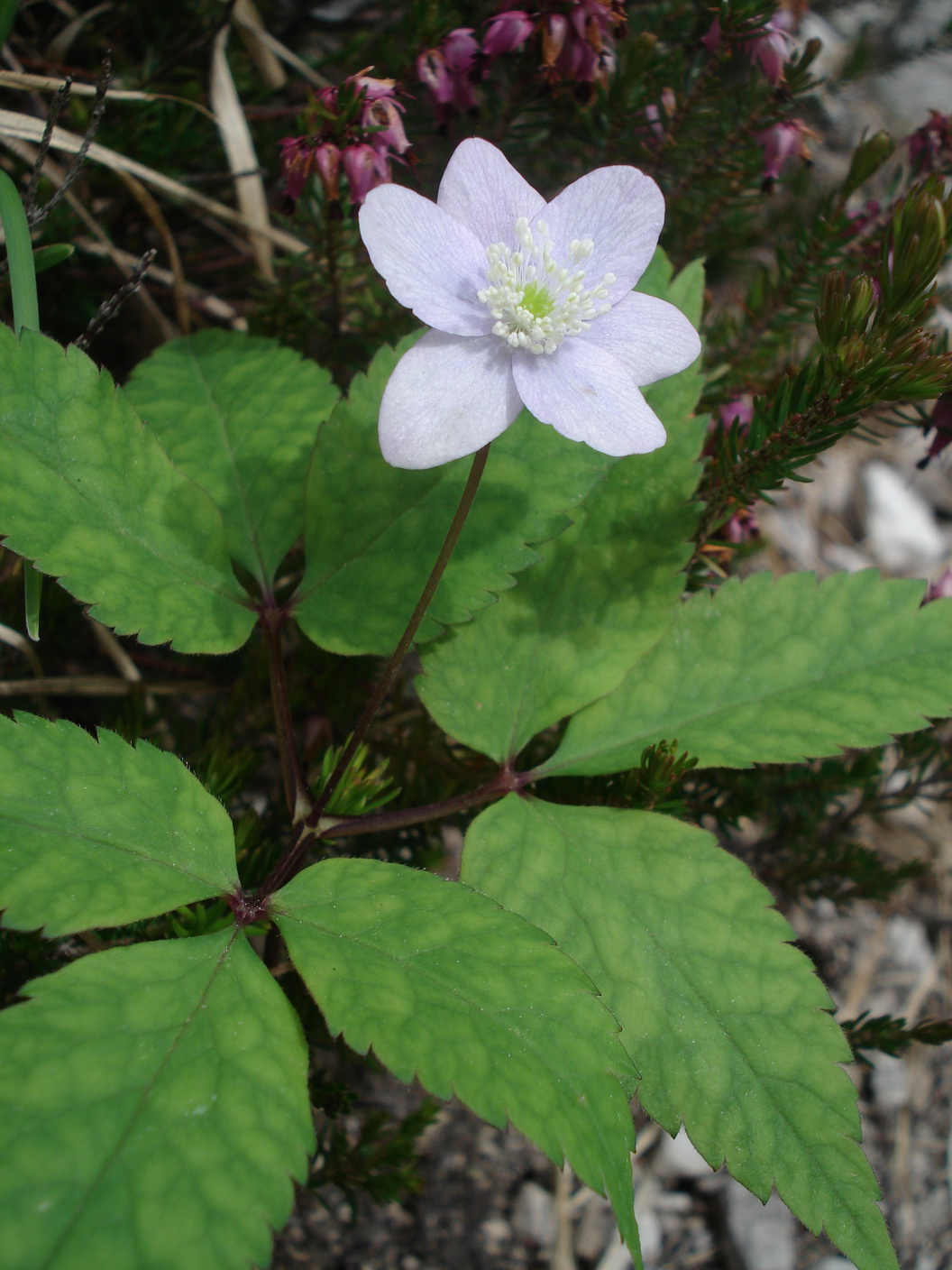 Anemone.trifolia.fo.caerulescens.I-Friaul - Valcellina.JPG