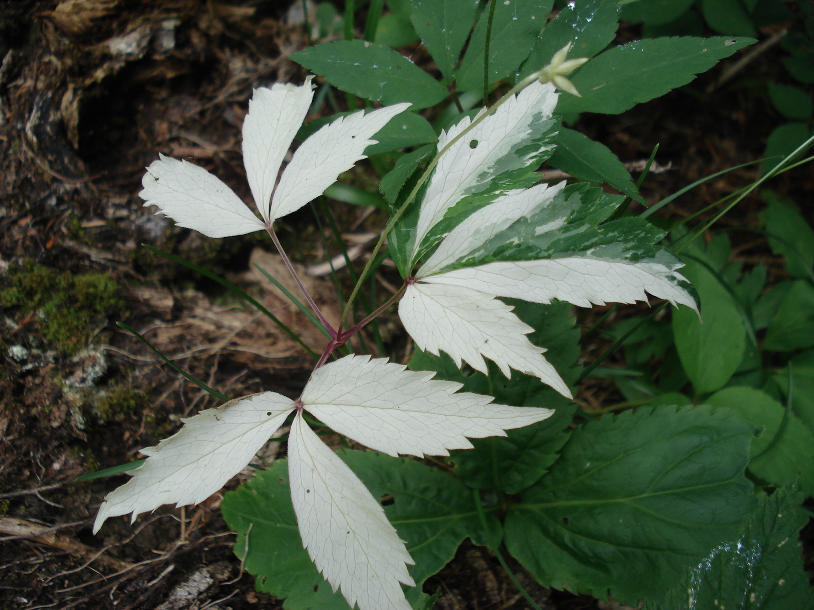 Anemone.trifolia.fo.variegata.Storzic.Steiner Alp.jpg