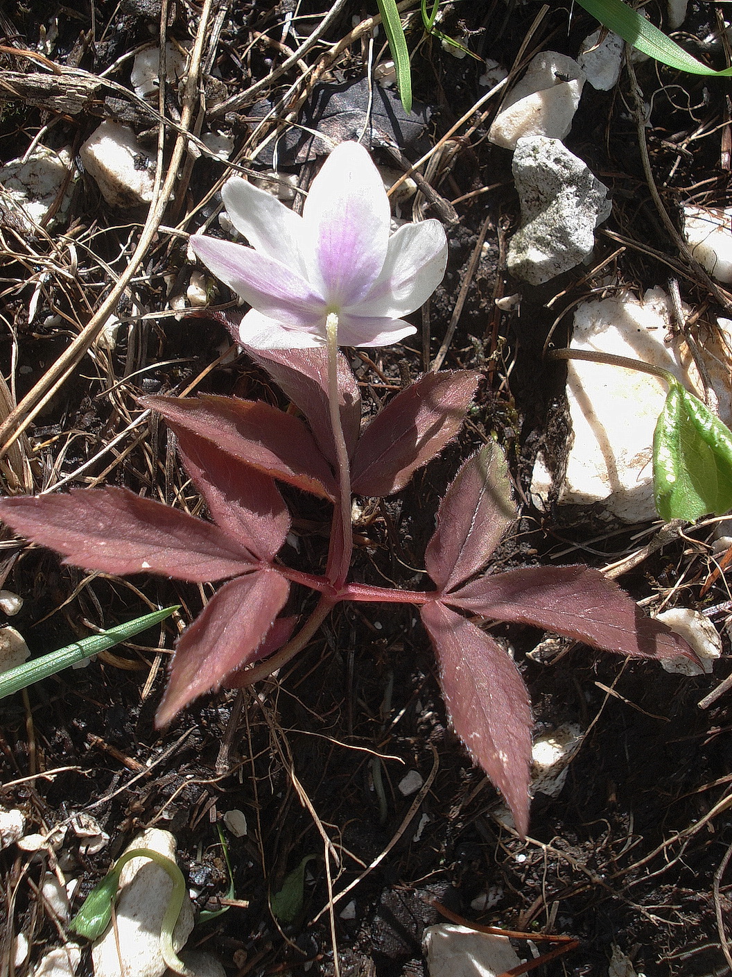 Anemone.trifolia.I-Mt.Plauris.bei.Carnia.20.6.20.JPG