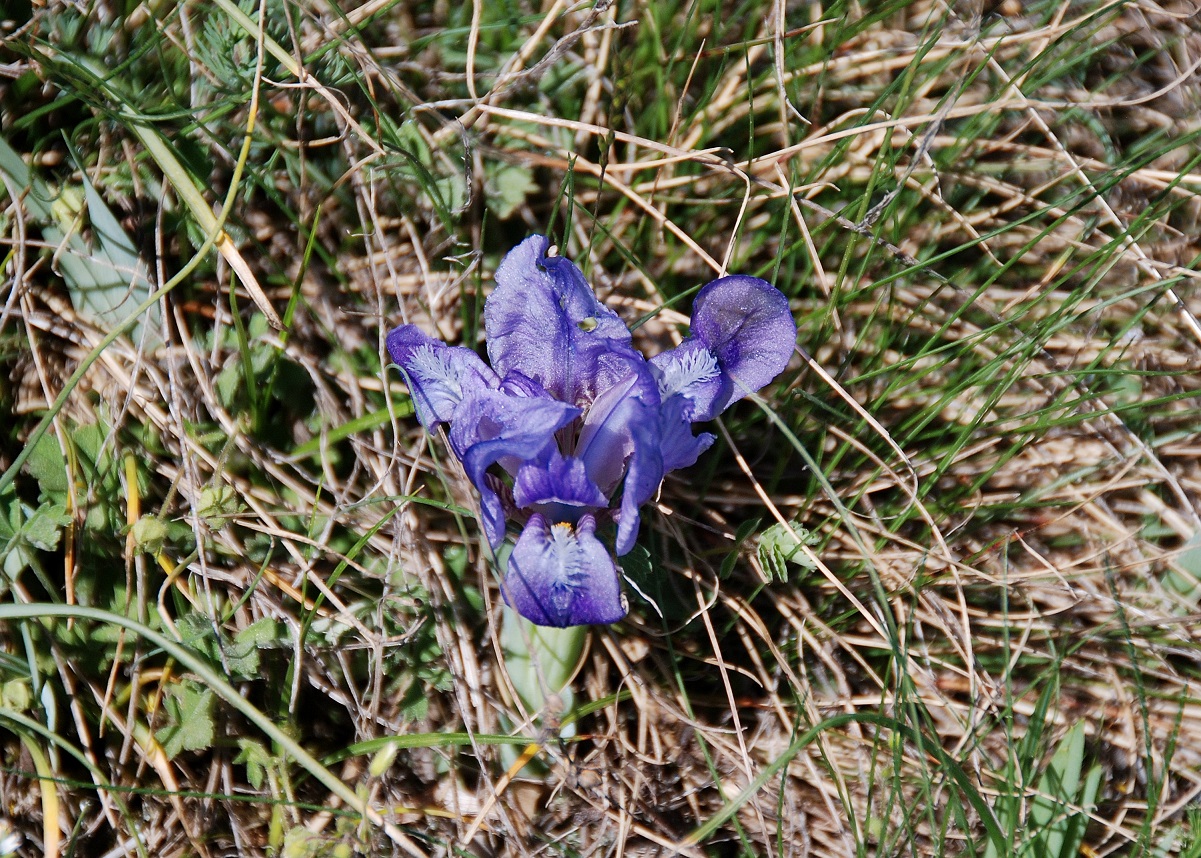 Breitenbrunn-Thenauriegel-Burgenland-21042018-(103) - Iris pumila - Zwerg-Schwertlilie.JPG