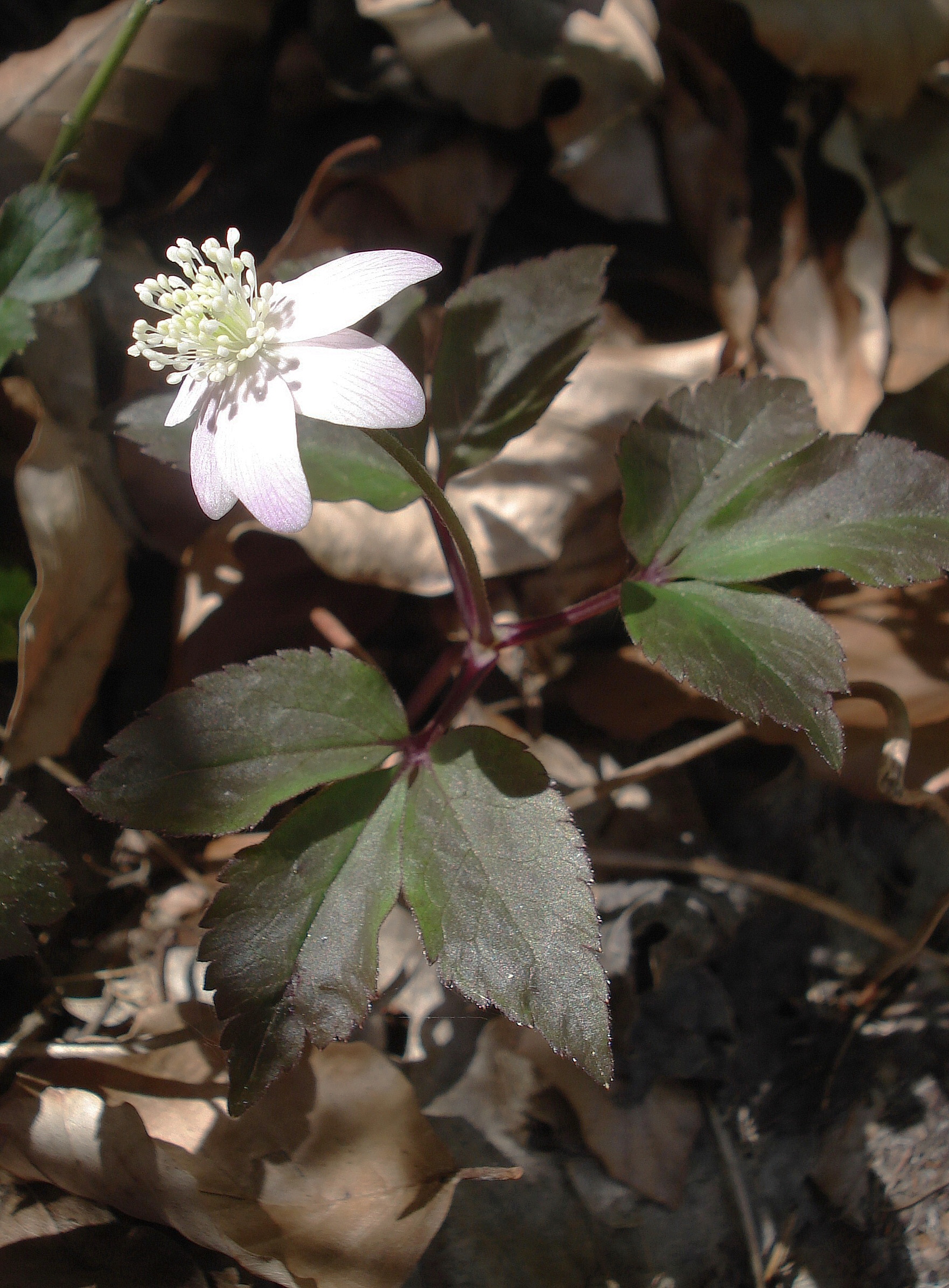 Anemone.trifolia.Slo-Breginj.bei.Kobarid 19.4.19.JPG