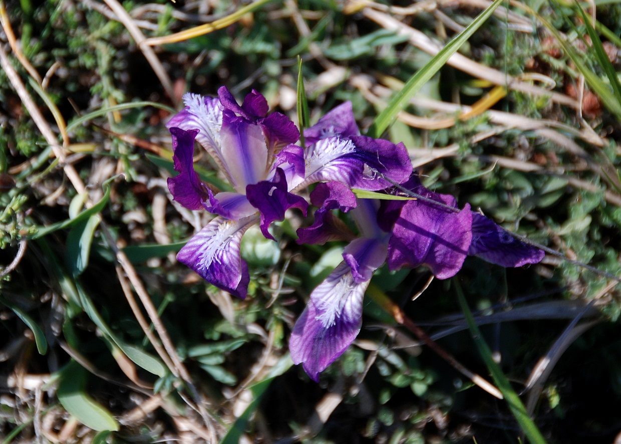 Breitenbrunn-Thenauriegel-Burgenland-21042018-(106) - Iris pumila - Zwerg-Schwertlilie.JPG