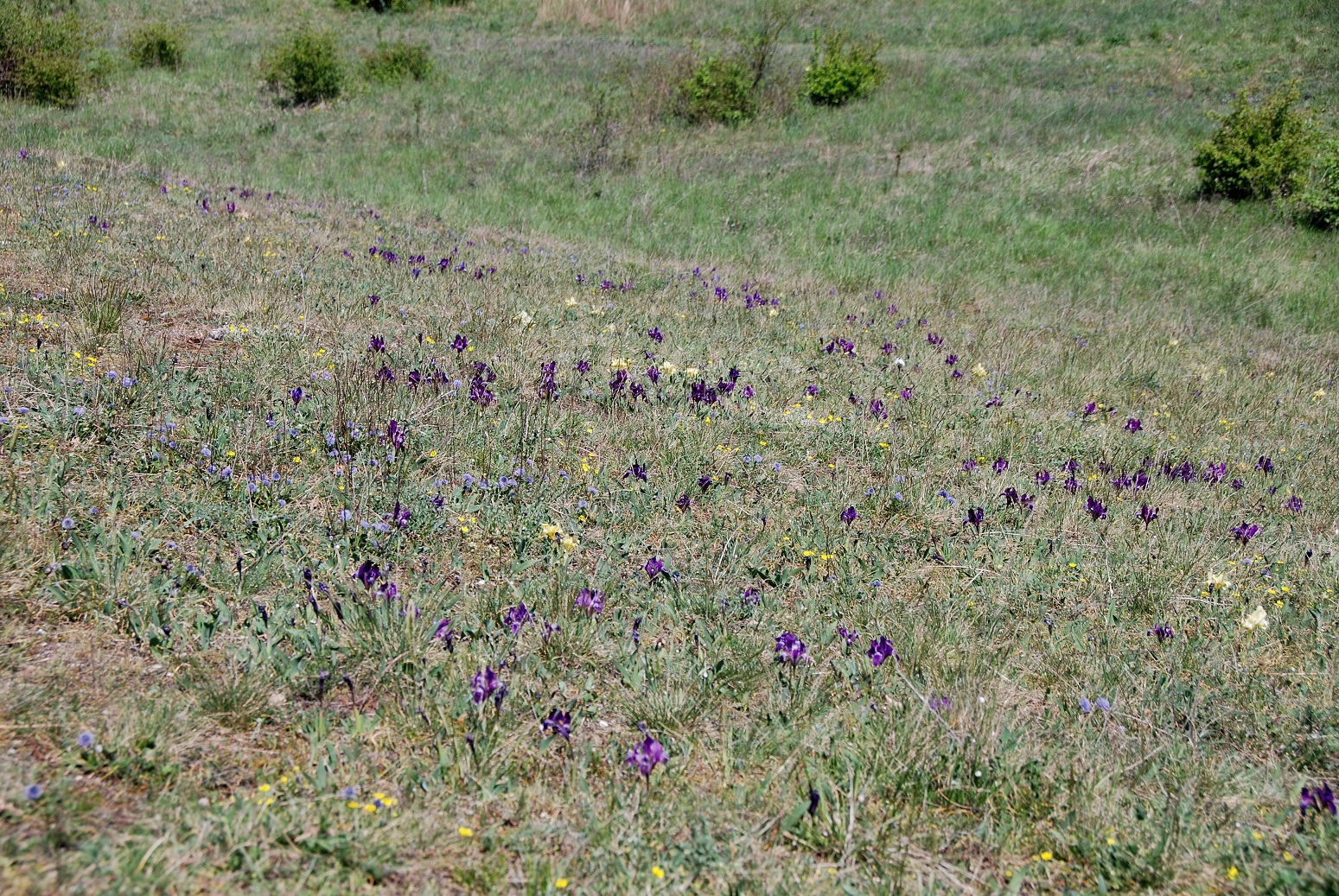 Breitenbrunn-Thenauriegel-Burgenland-21042018-(108) - Iris pumila - Zwerg-Schwertlilie.JPG