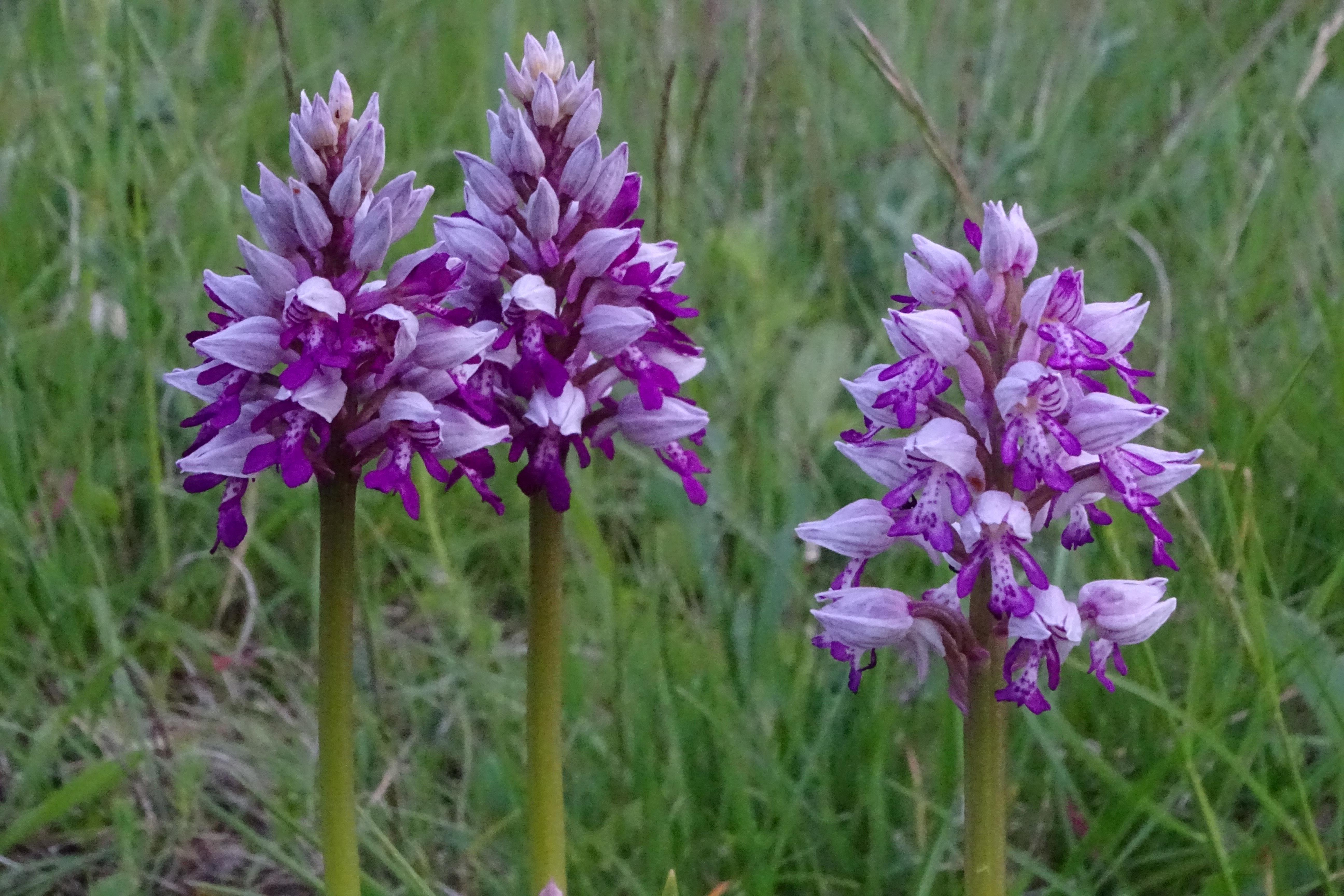 DSC04343 orchis militaris, lobau groß-enzersdorf, 2023-05-10.jpg