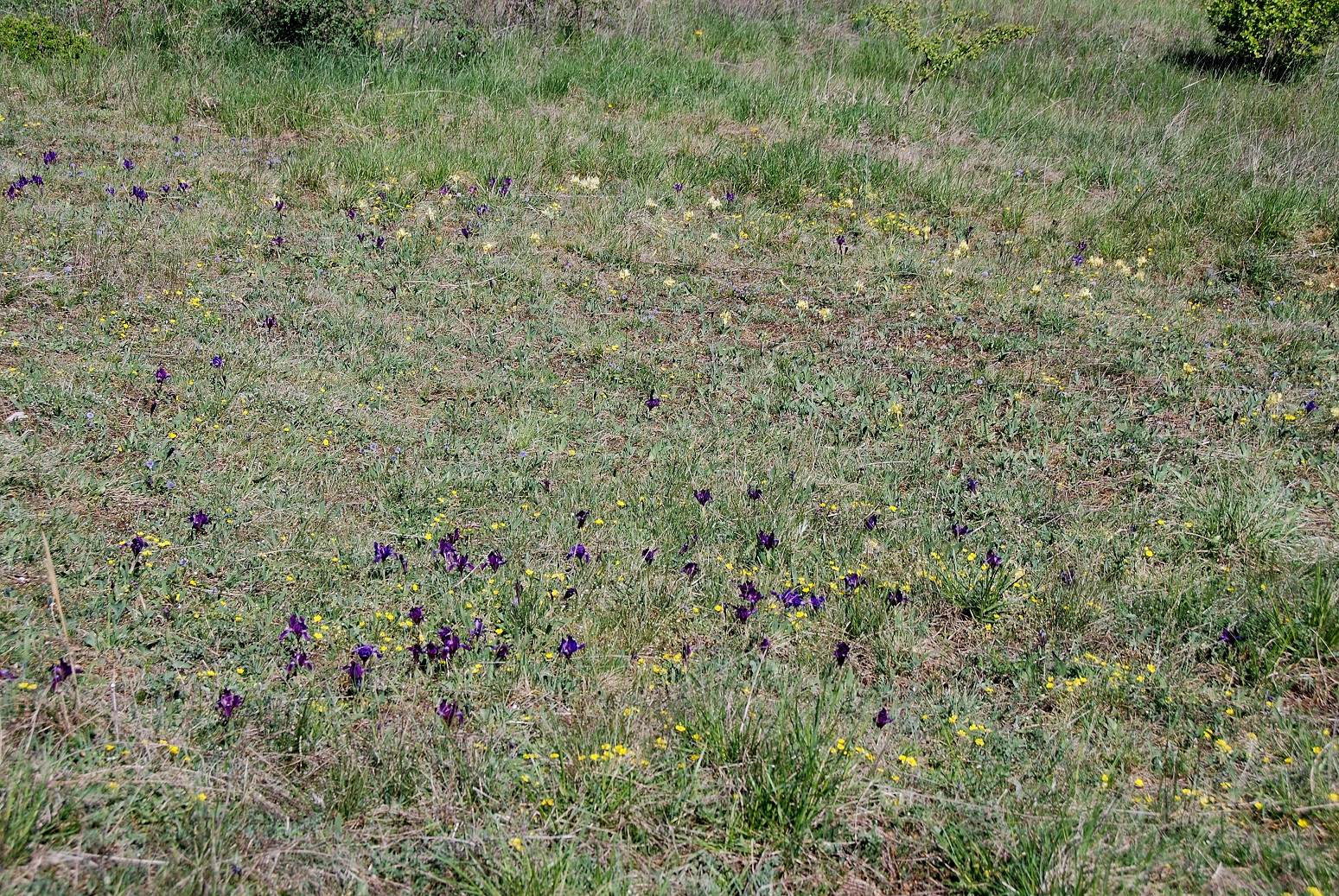 Breitenbrunn-Thenauriegel-Burgenland-21042018-(109) - Iris pumila - Zwerg-Schwertlilie.JPG