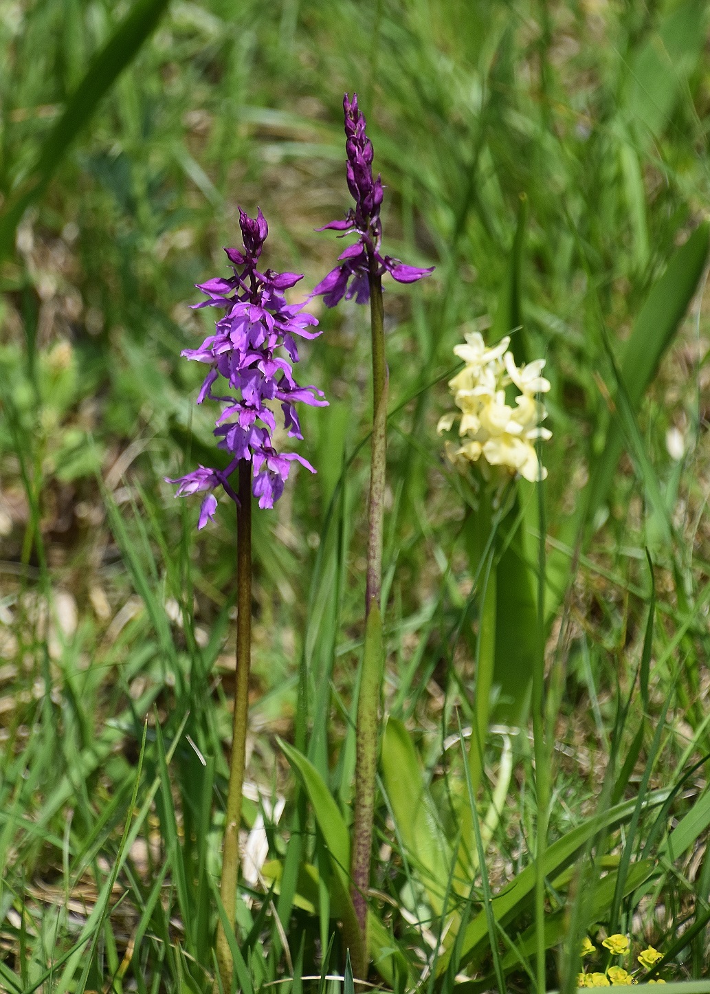 LF - 07052023 - (47) - Orchis mascula ssp. speciosa - Prächtiges Manns-Knabenkraut und Orchis pallens - Bleich-Knabenkraut.JPG