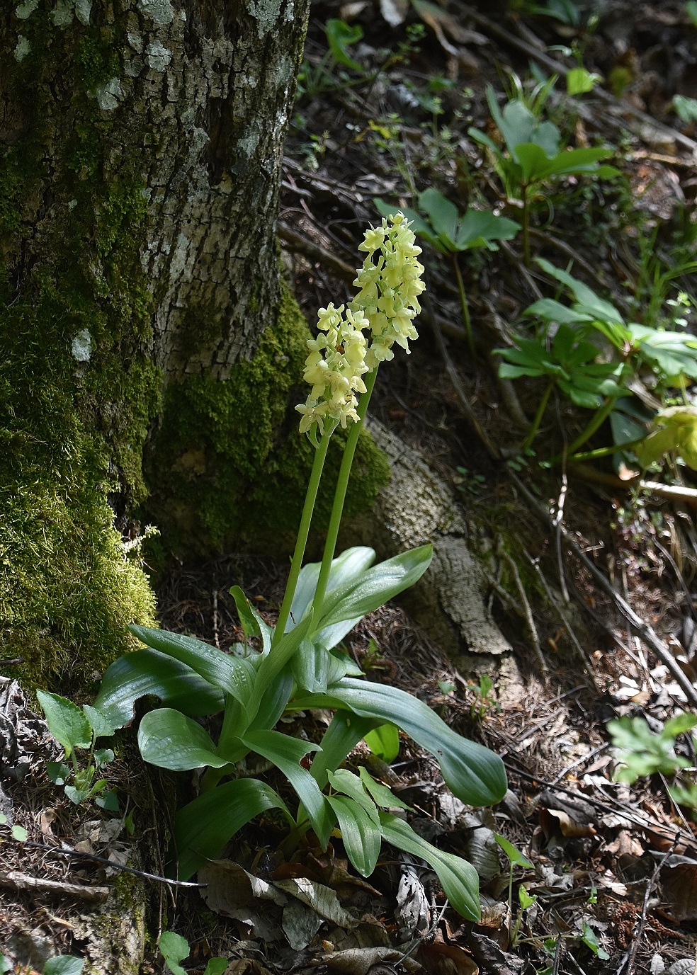 LF - 07052023 - (100) - Orchis pallens - Bleich-Knabenkraut.JPG