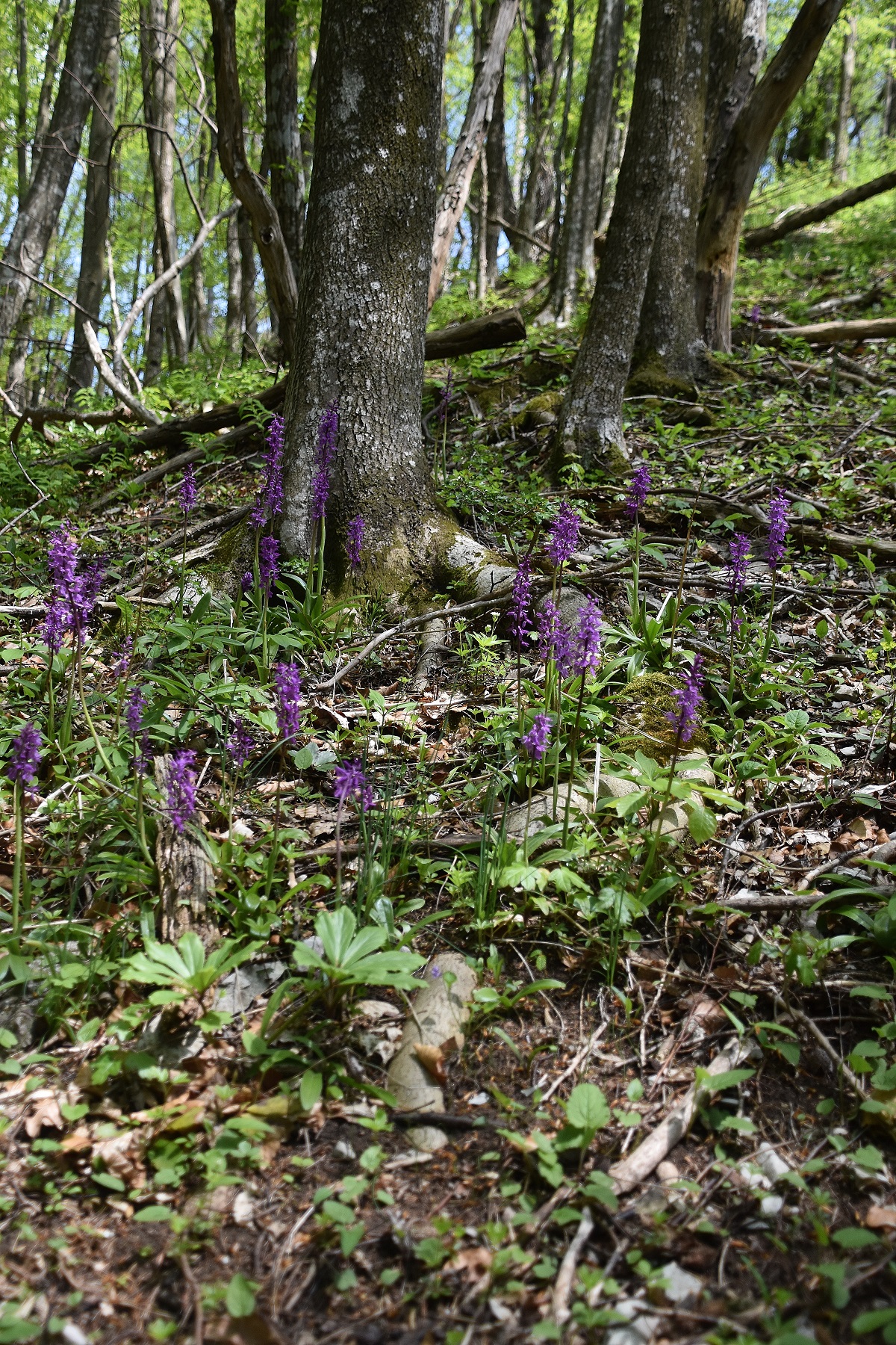 LF - 07052023 - (110) - Orchis mascula ssp. speciosa - Prächtiges Manns-Knabenkraut.JPG