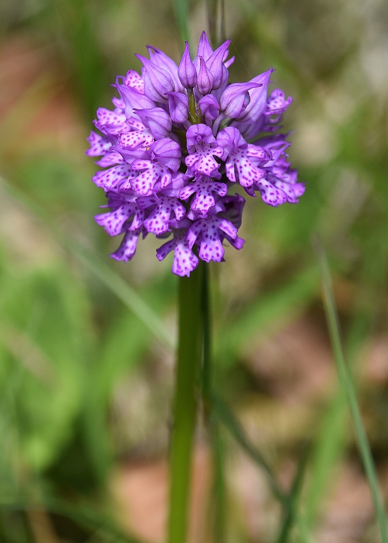 LF - 07052023 - (141) - Neotinea tridentata - Dreizahn-Keuschständel.JPG