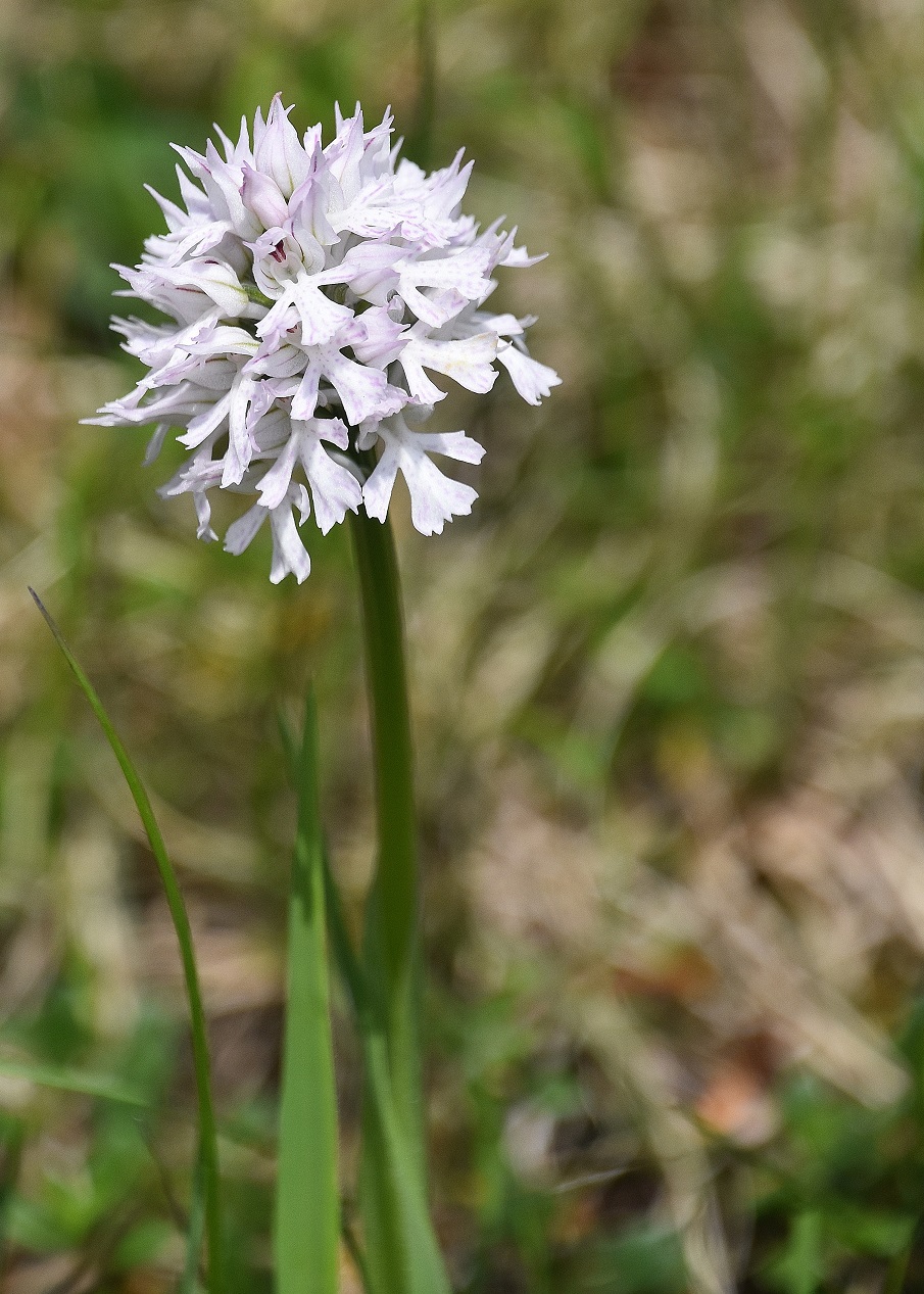 LF - 07052023 - (142) - Neotinea tridentata - Dreizahn-Keuschständel.JPG