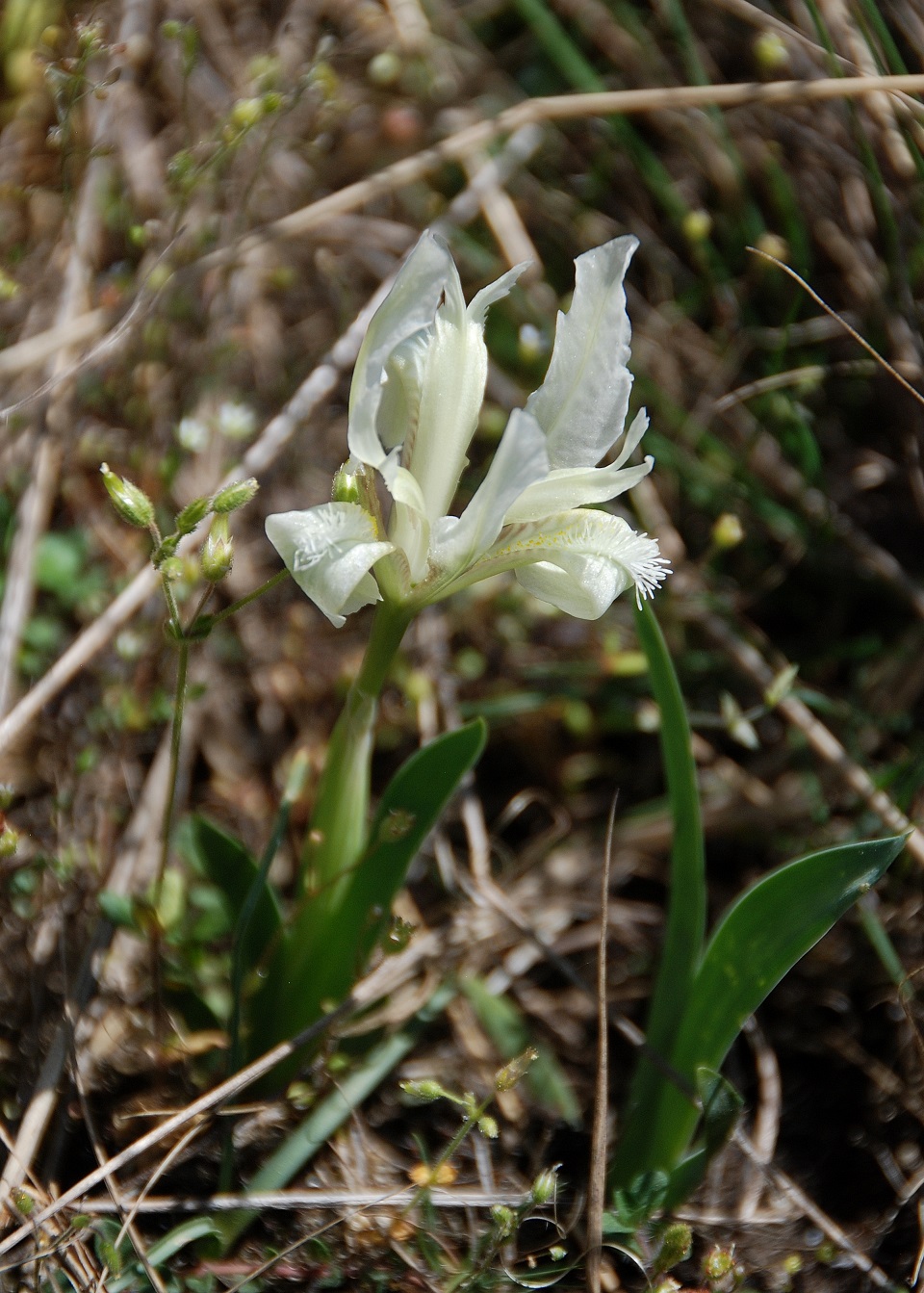 Breitenbrunn-Thenauriegel-Burgenland-21042018-(124)-Iris pumila - Zwerg-Schwertlilie.JPG