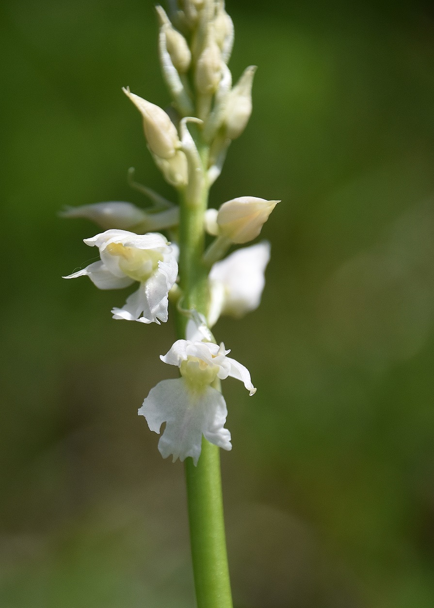 LF - 07052023 - (168) - Orchis mascula ssp. speciosa - Prächtiges Manns-Knabenkraut - Alba.JPG