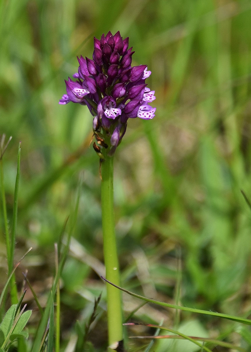 LF - 07052023 - (181) - Hybrid Neotinea tridentata × N. ustulata.JPG