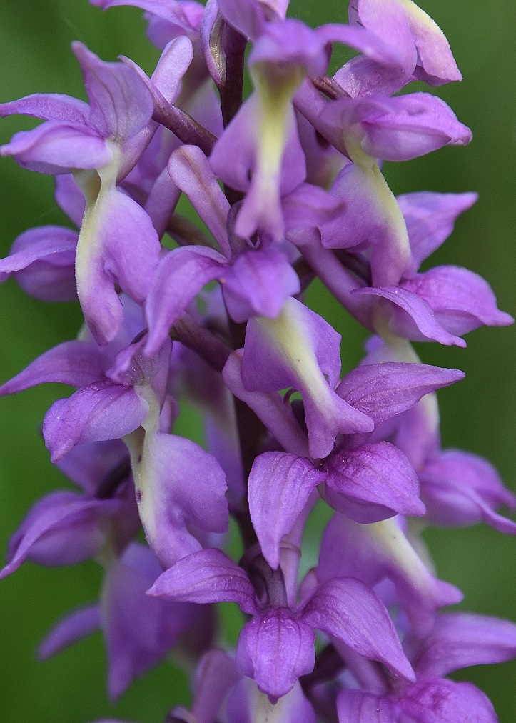 LF - 07052023 - (53) - Hybrid Orchis mascula × O. pallens.JPG